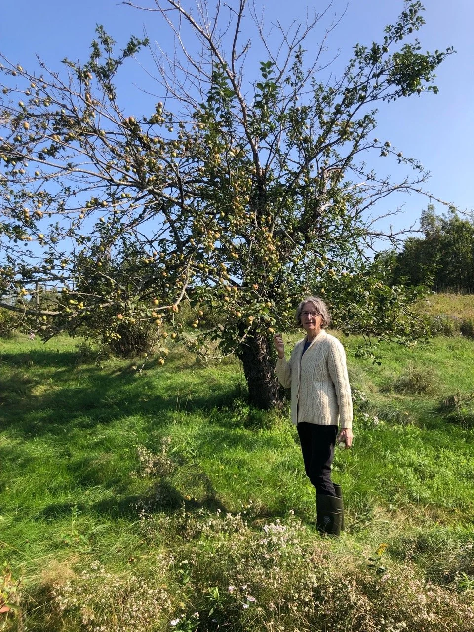 A woman standing outdoors in front of an apple tree with mostly bare branches and some green leaves and apples. She is wearing a cream-colored sweater, black pants, and black boots, holding an apple in her right hand, with a grassy field and trees in the background on a clear, sunny day.