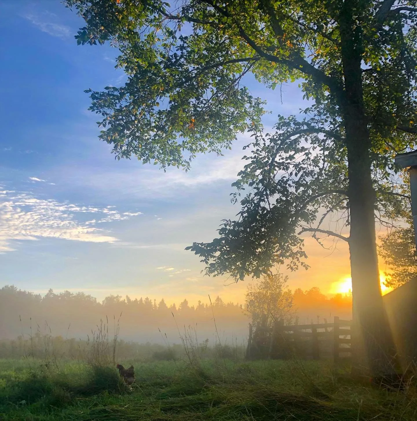 Sunrise over a foggy rural field at Ursa Farm with tall grass, a tree on the right, and a wooden fence in the background. A chicken stands in the grass near the bottom left of the image.