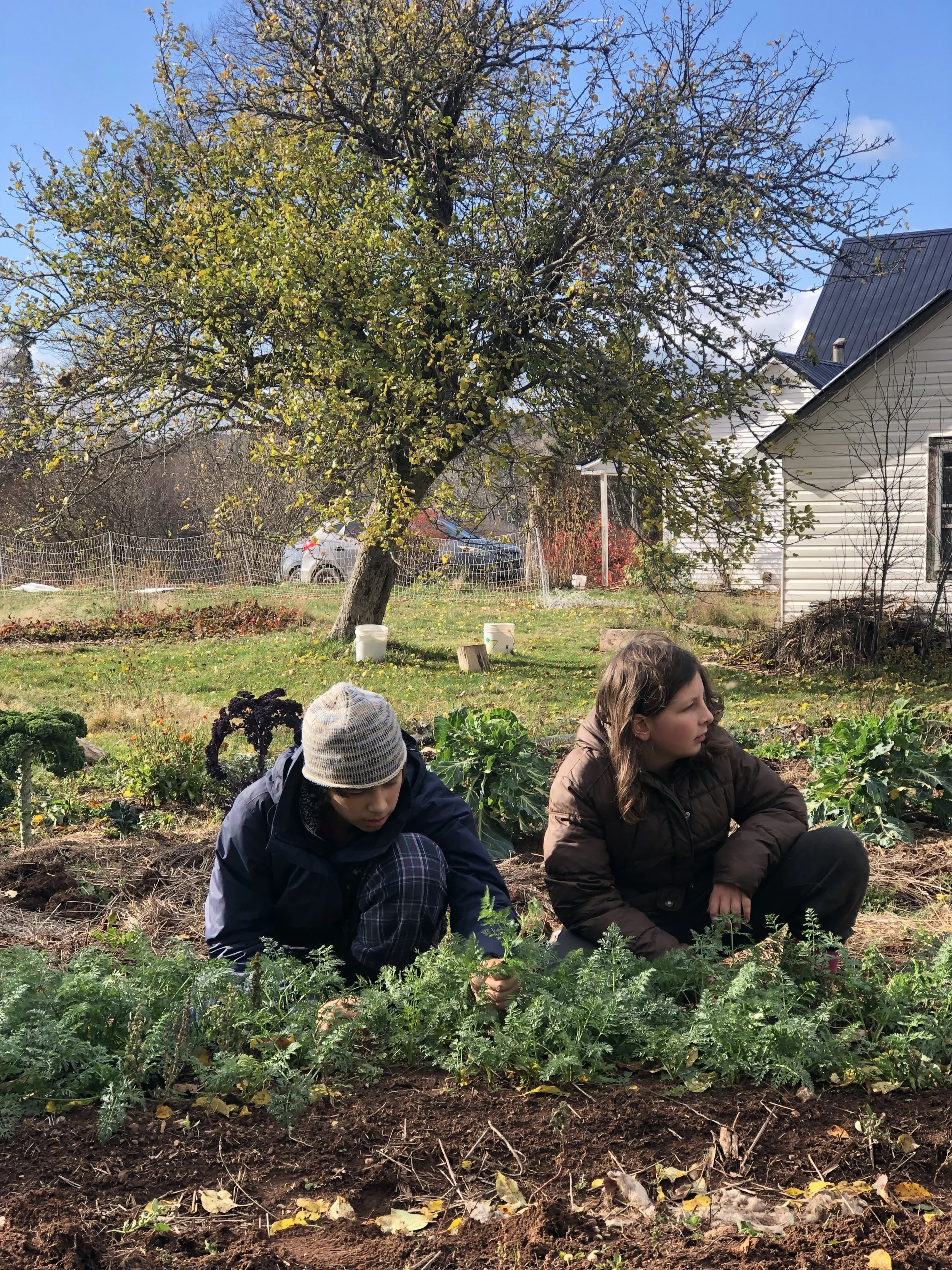 Two children, a boy and a girl, gardening in a backyard with green plants, a tree, and a house in the background on a sunny day.