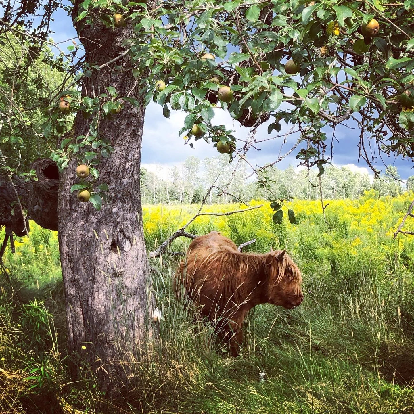 A lush green field at Ursa Farm with an apple tree in the foreground, some apples on the branches, and a brown cow standing in tall grass beneath the tree, with a background of yellow wildflowers and dark cloudy sky.
