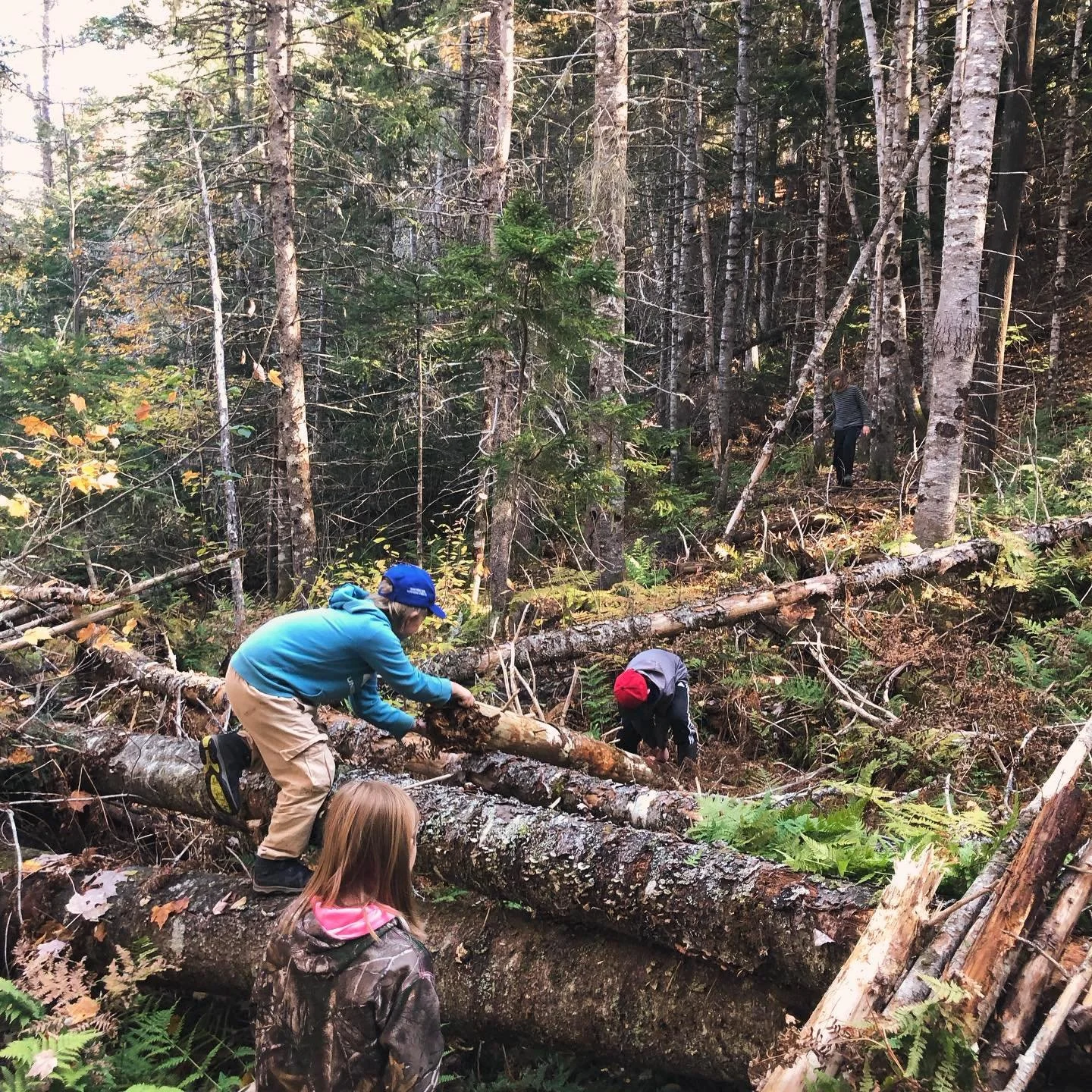 Children exploring a forest, with some climbing over fallen trees and others walking among tall trees and dense foliage.