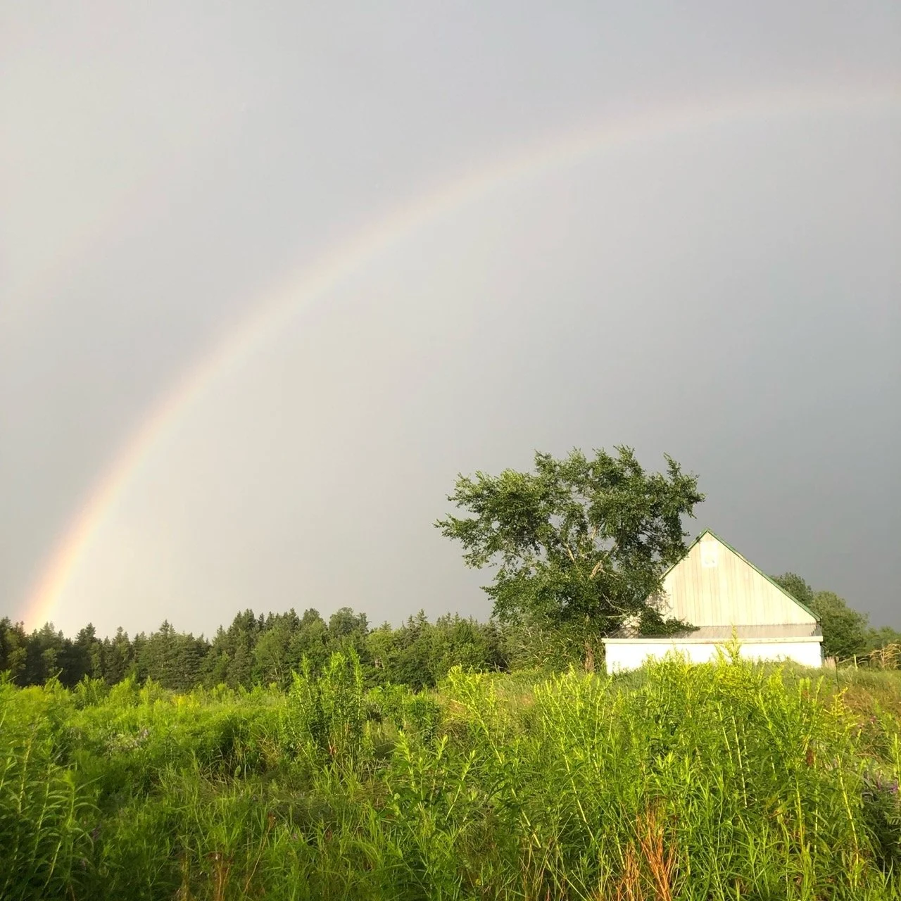 A rural landscape showing Ursa Farm with green grass and plants, a white barn, a large tree, and a rainbow in a dark cloudy sky.