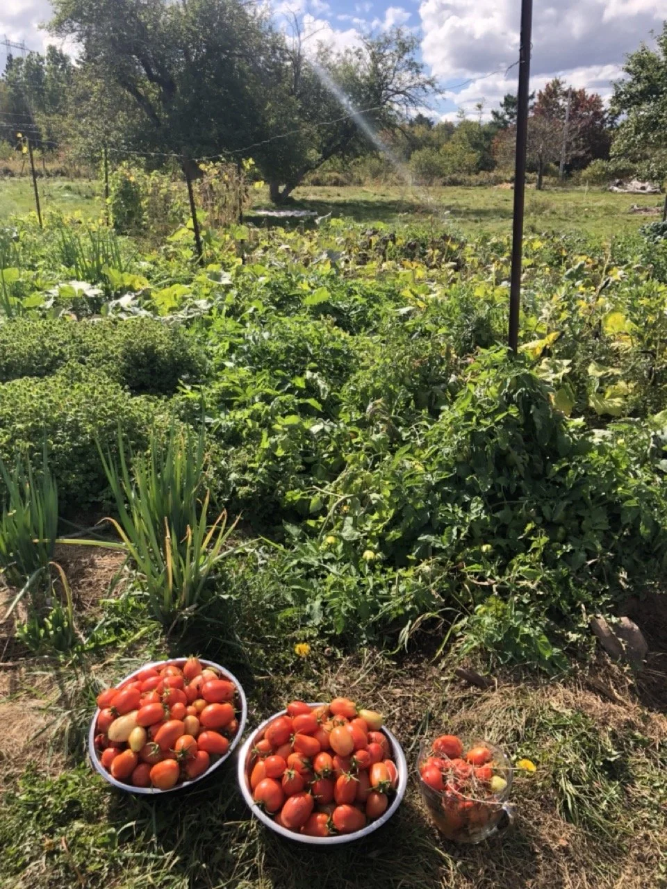 Tomatoes in bowls on the ground next to a lush vegetable garden on a sunny day.