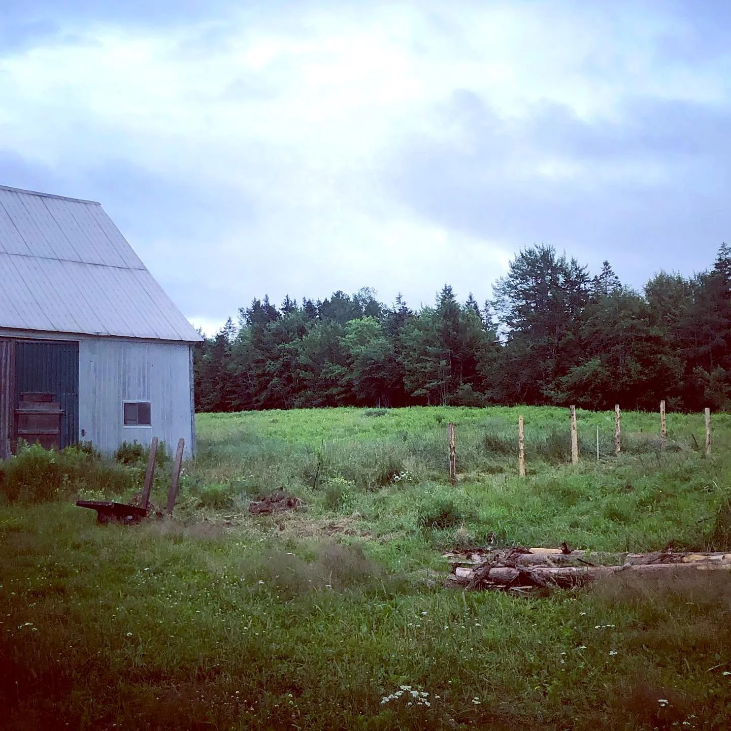 A rural scene with a weathered metal barn on the left, a lush green field with some fencing, and a forested area in the background under a cloudy sky.