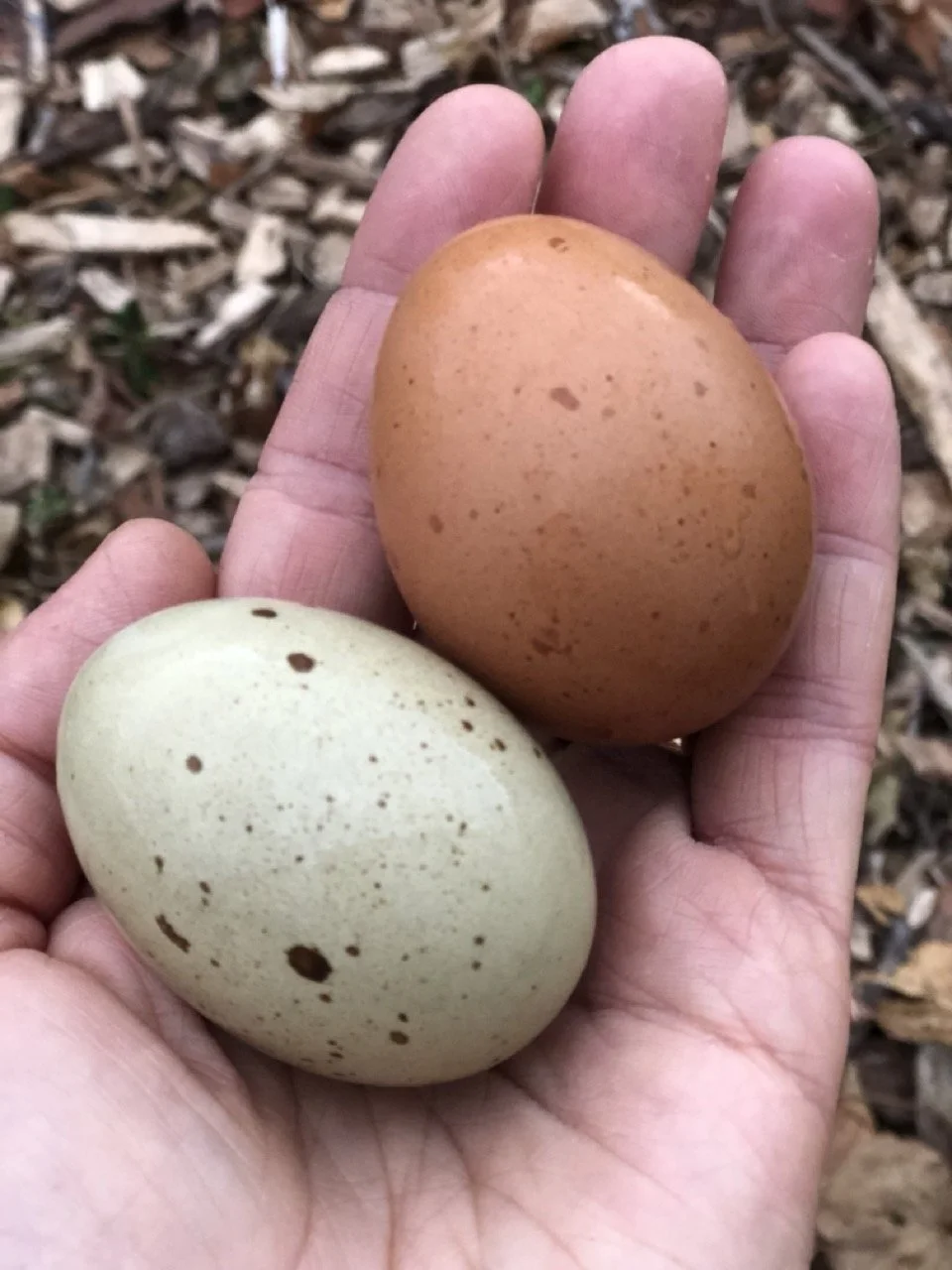 A hand holding two speckled eggs, one brown and one pale with dark spots, with a background of fallen leaves.