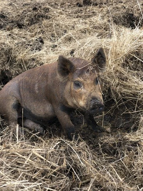 Young piglet in dry grass and soil.