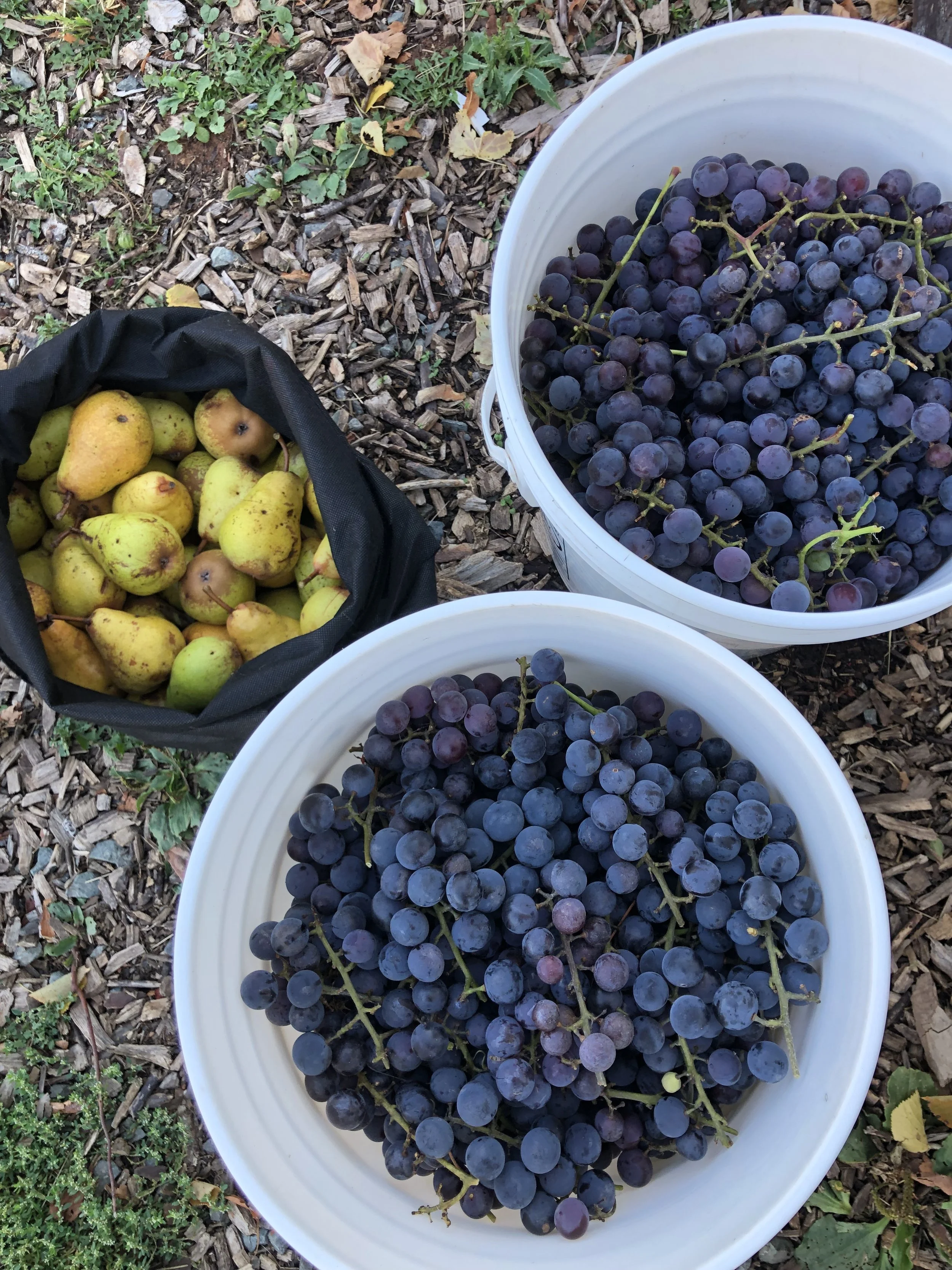 Buckets of freshly picked fruits and a black cloth bag of yellow pears on a patch of ground with wood chips and small green plants.