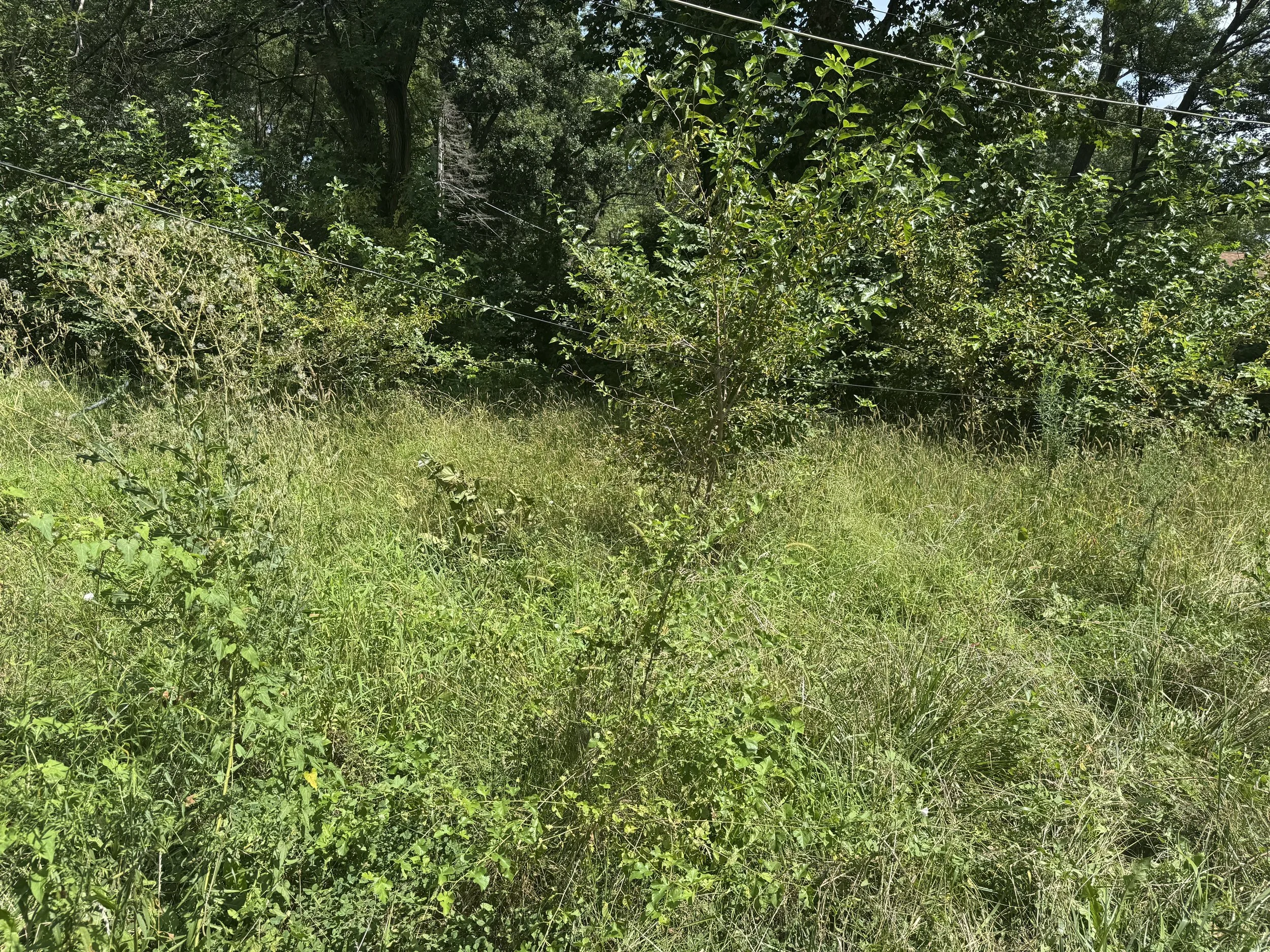 IMG_0043.jpeg