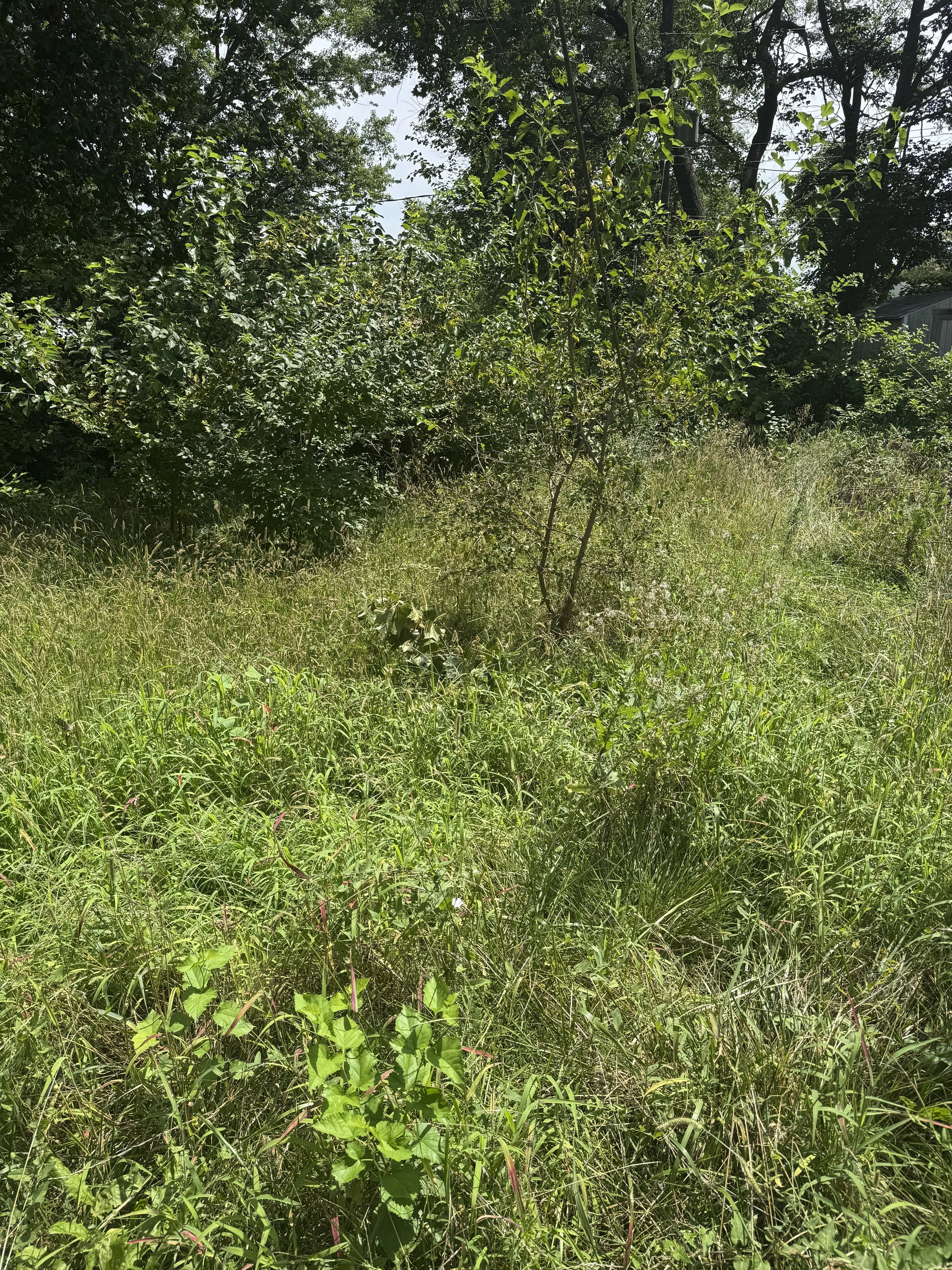 IMG_0040.jpeg