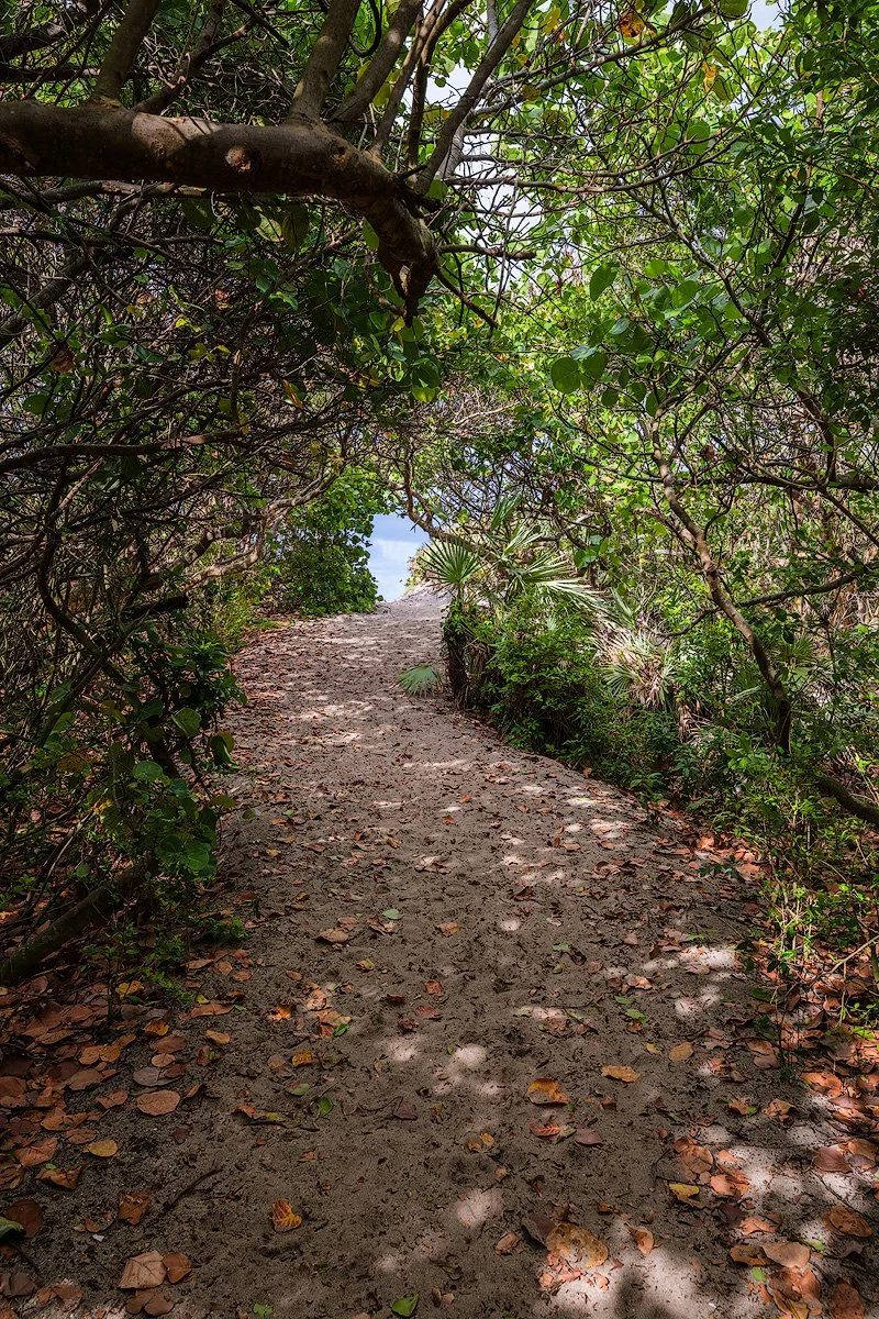 A sandy trail through a lush, green forest with trees and bushes on both sides, leading to an opening with visible sky and ocean in the background.
