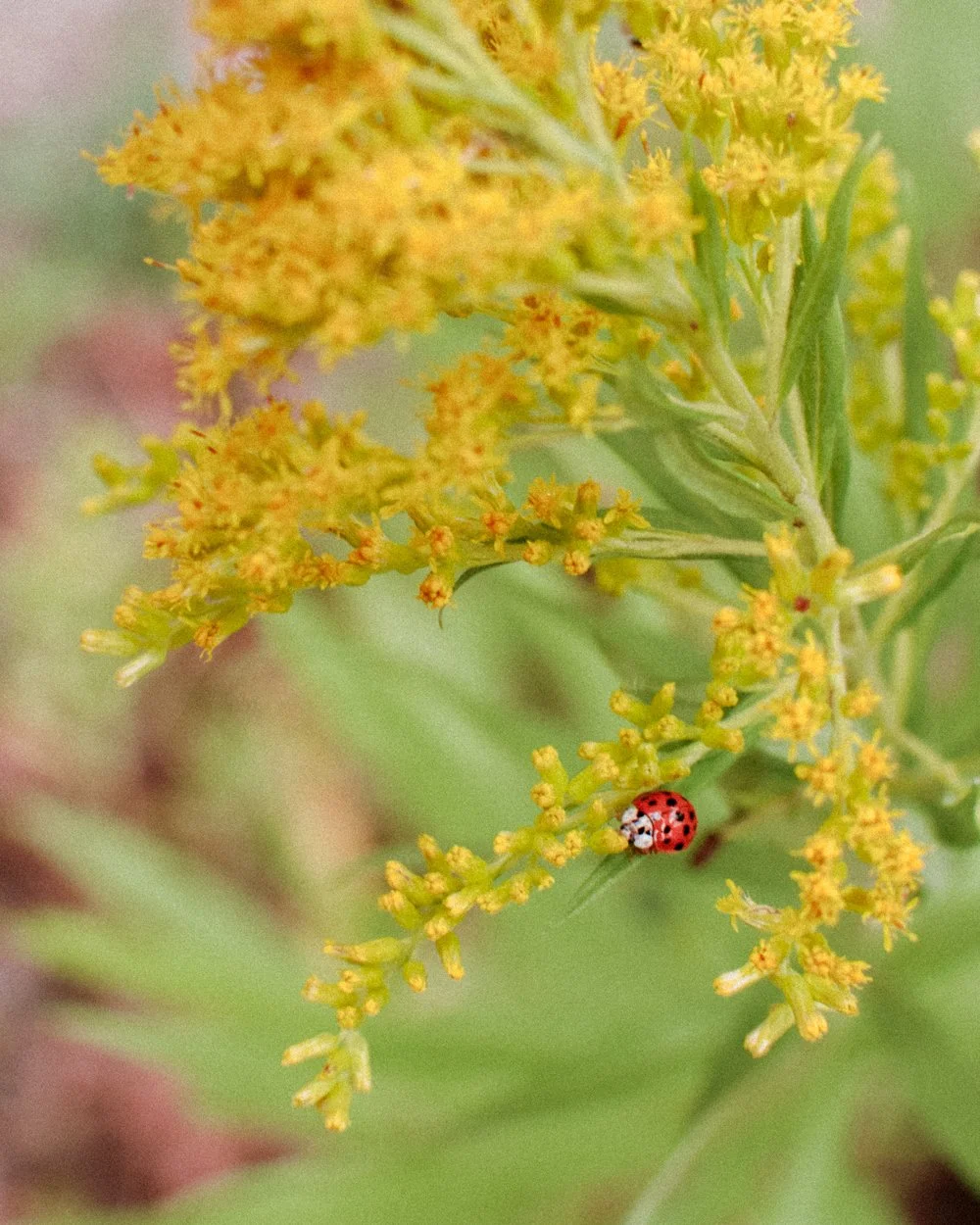 Torch Lake, Michigan