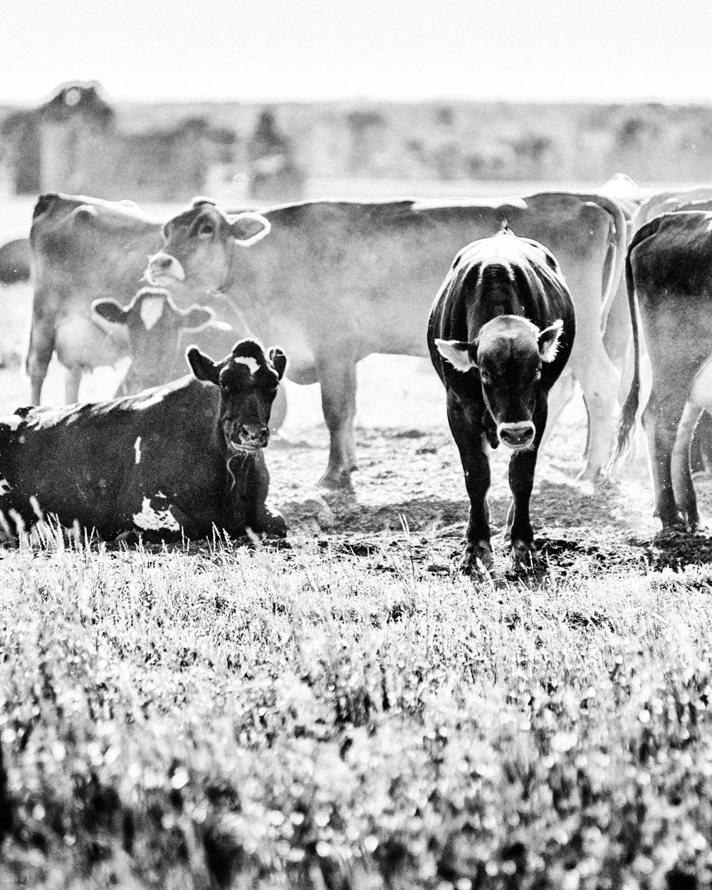 Silverwood, Michigan