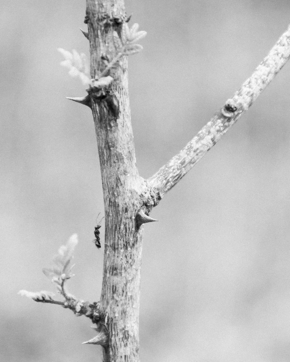 North Branch, Michigan