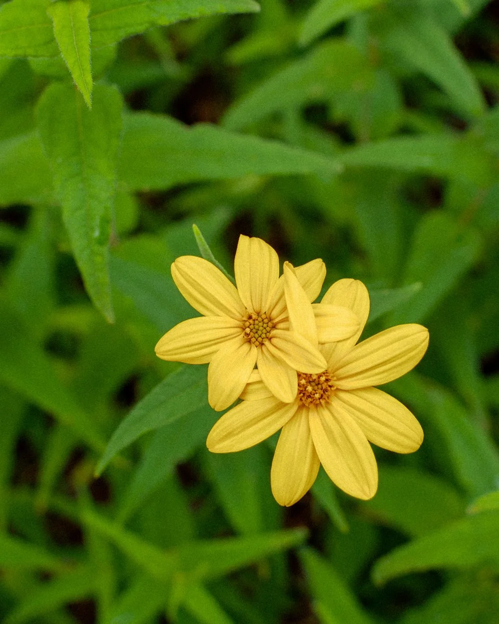 Torch Lake, Michigan