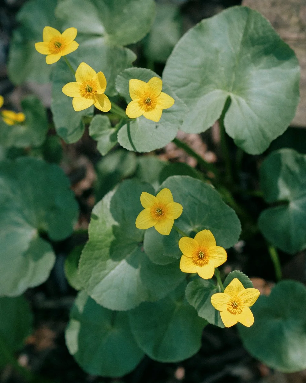Torch Lake, Michigan