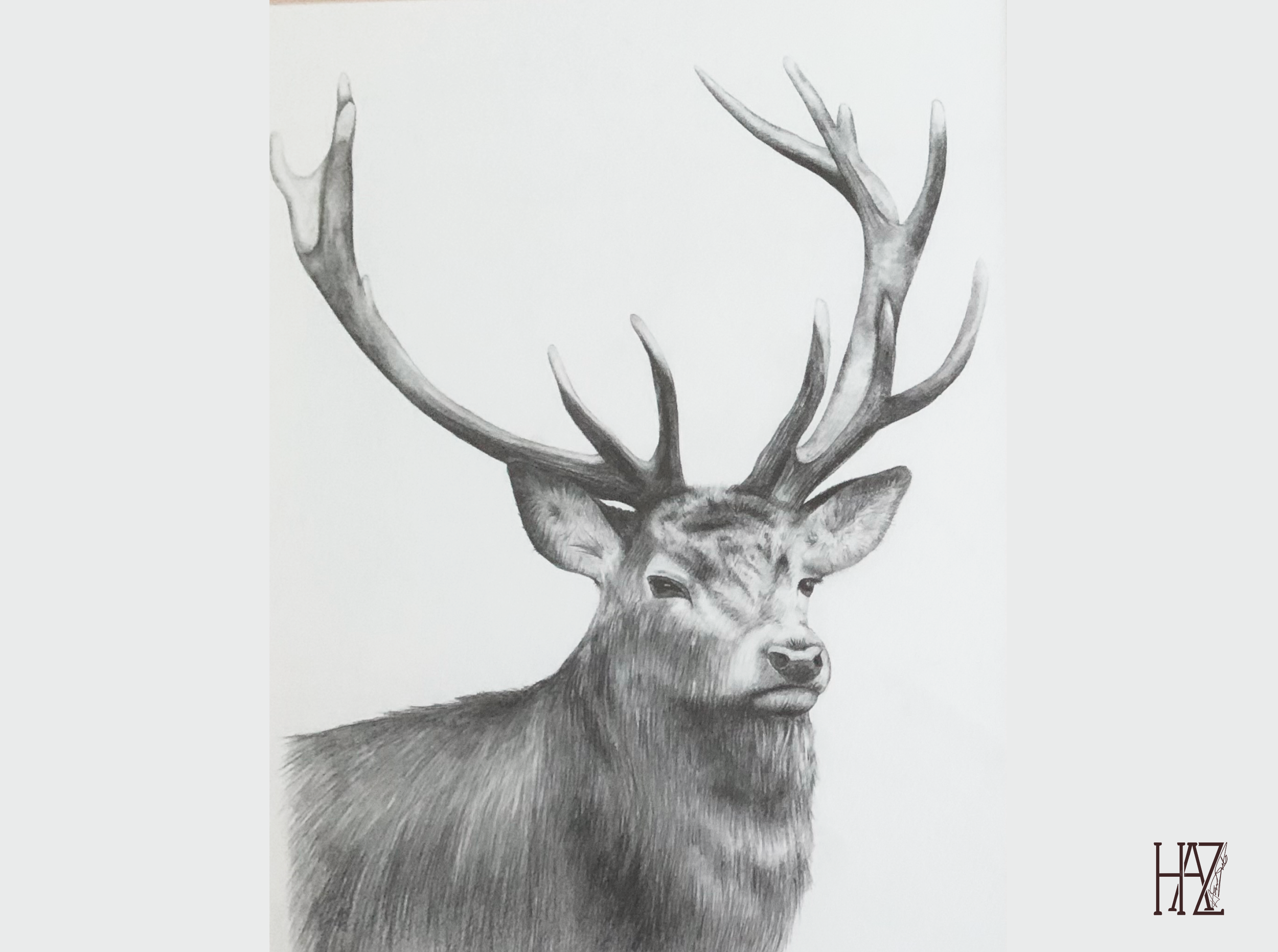 A detailed black and white pencil drawing of a majestic deer with large antlers, facing slightly to the right.
