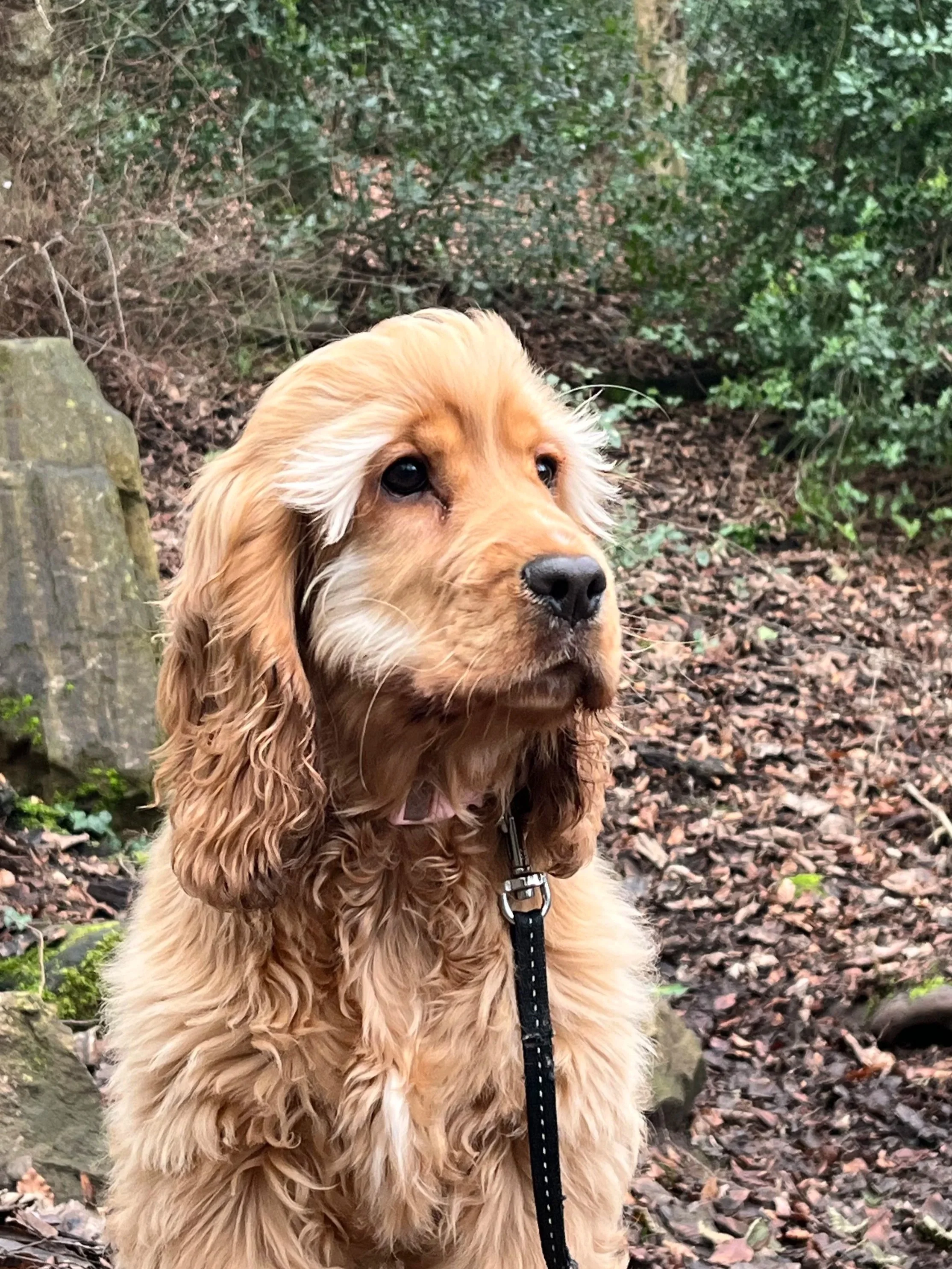 A golden Cocker Spaniel dog sitting outdoors in a wooded area with green foliage and fallen leaves.