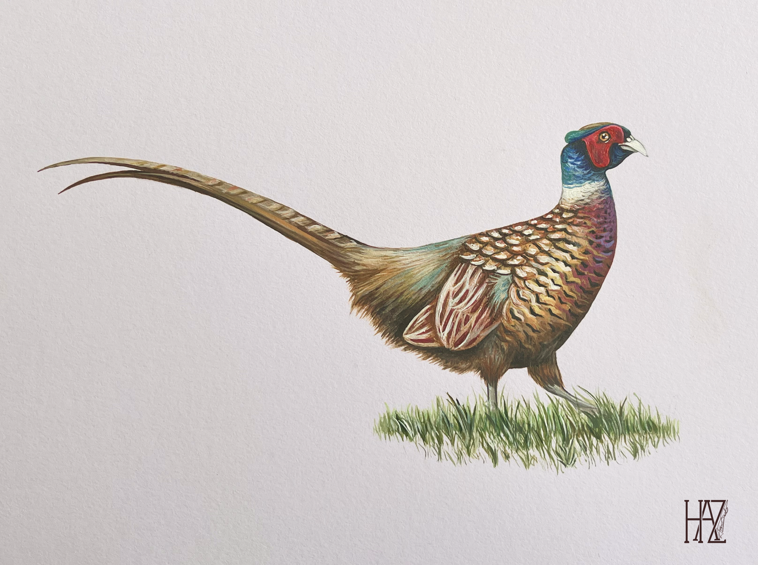 A detailed illustration of a pheasant bird standing on grass, showcasing colorful feathers and a long tail.