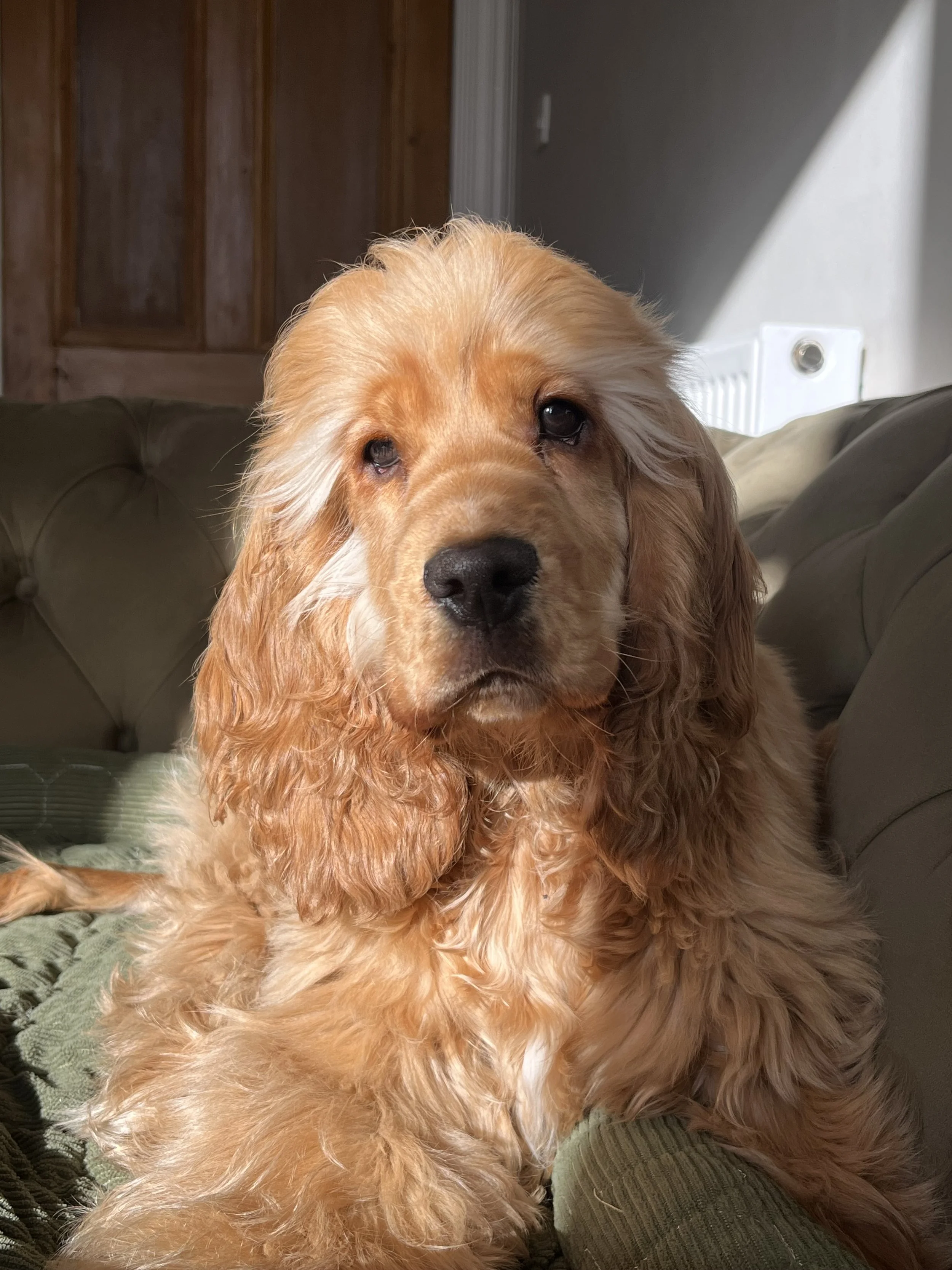 Golden retriever puppy with floppy ears sitting on a green blanket, looking at the camera, with sunlight illuminating its face inside a home.