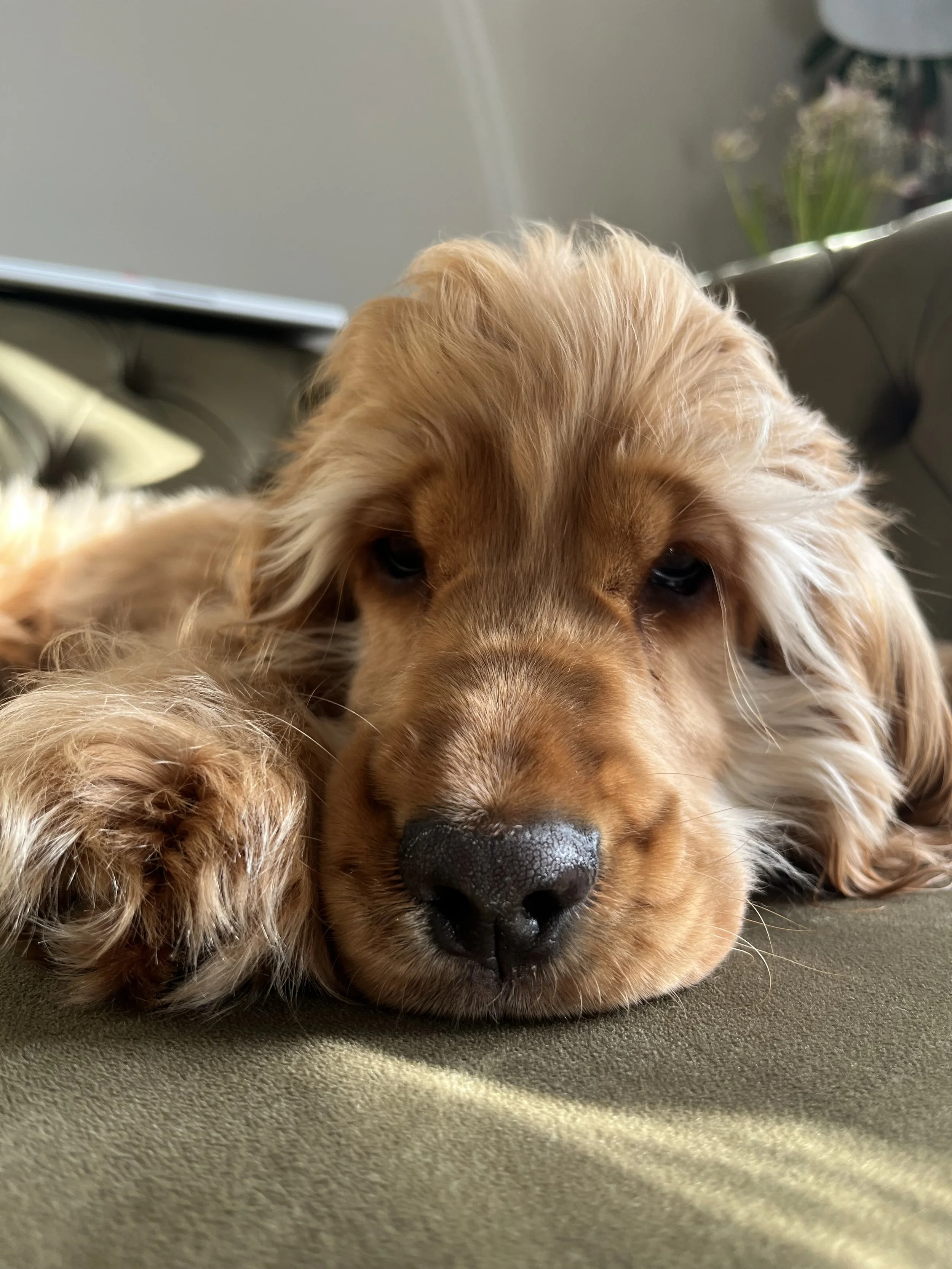 Close-up of a cute, golden retriever puppy laying on a couch with its head resting on the surface, looking relaxed and sleepy.