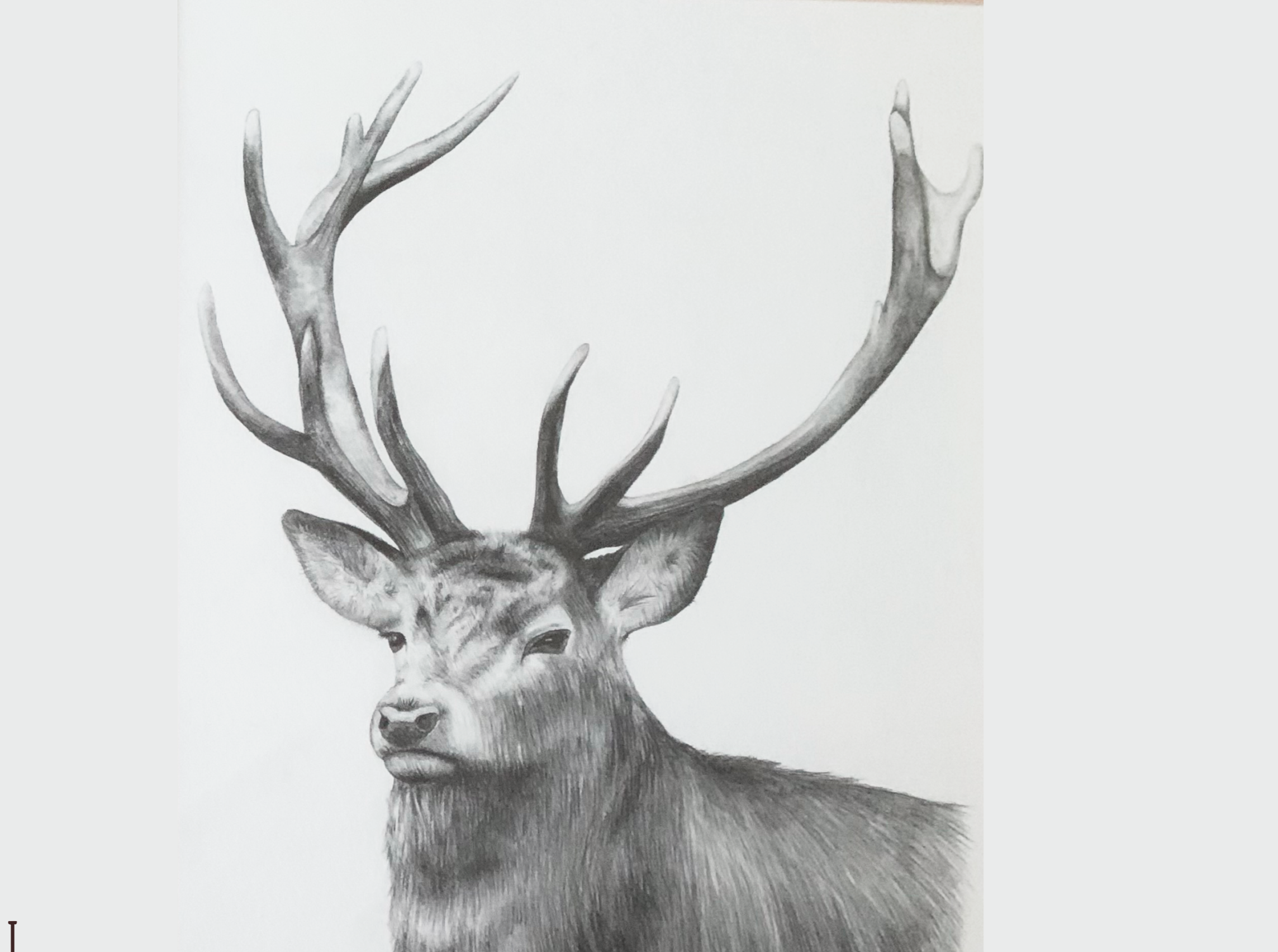 A detailed pencil drawing of a majestic deer with large antlers, facing left.