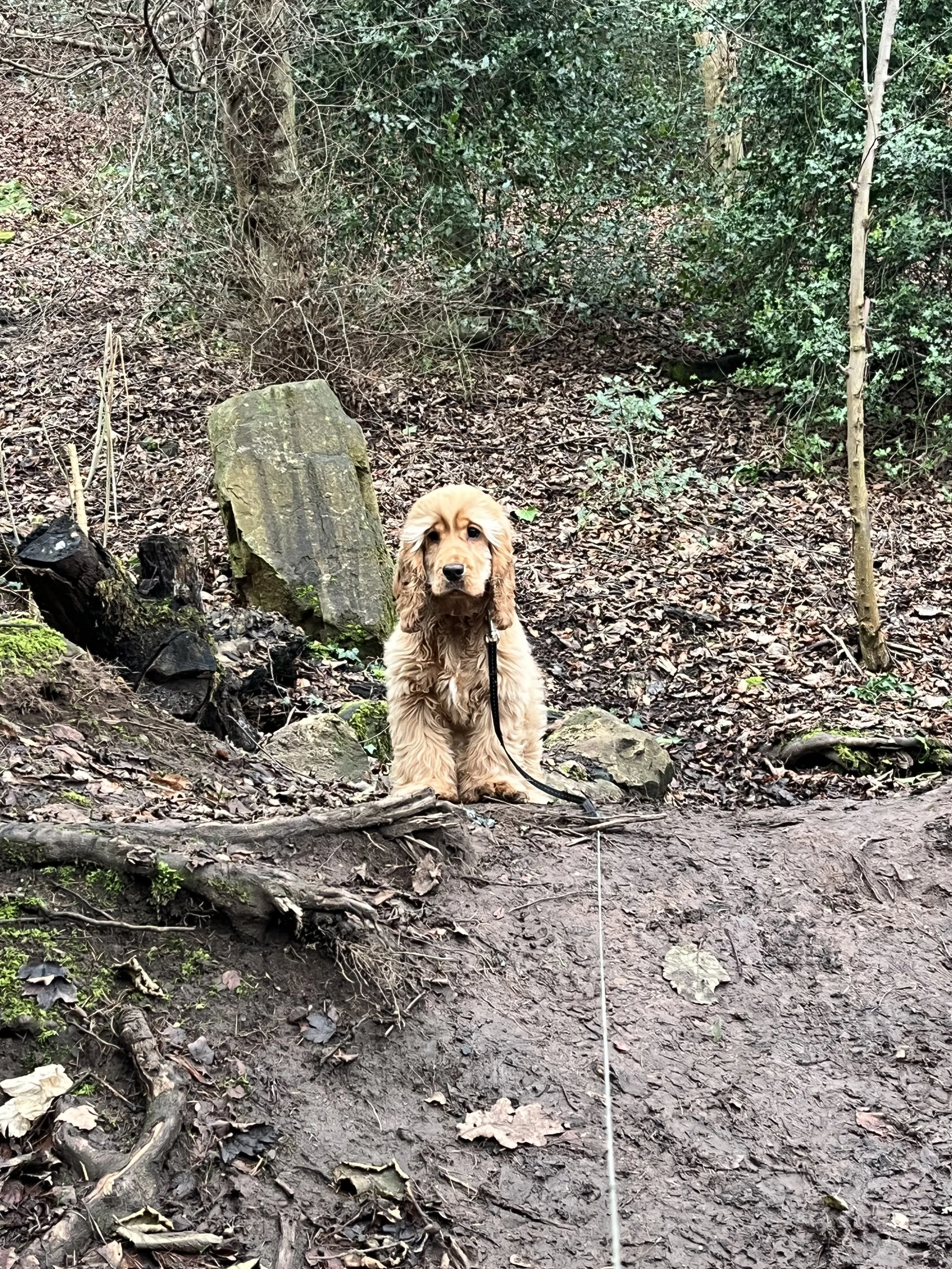 A golden retriever puppy sitting on a dirt trail in a forested area with trees and rocks around.