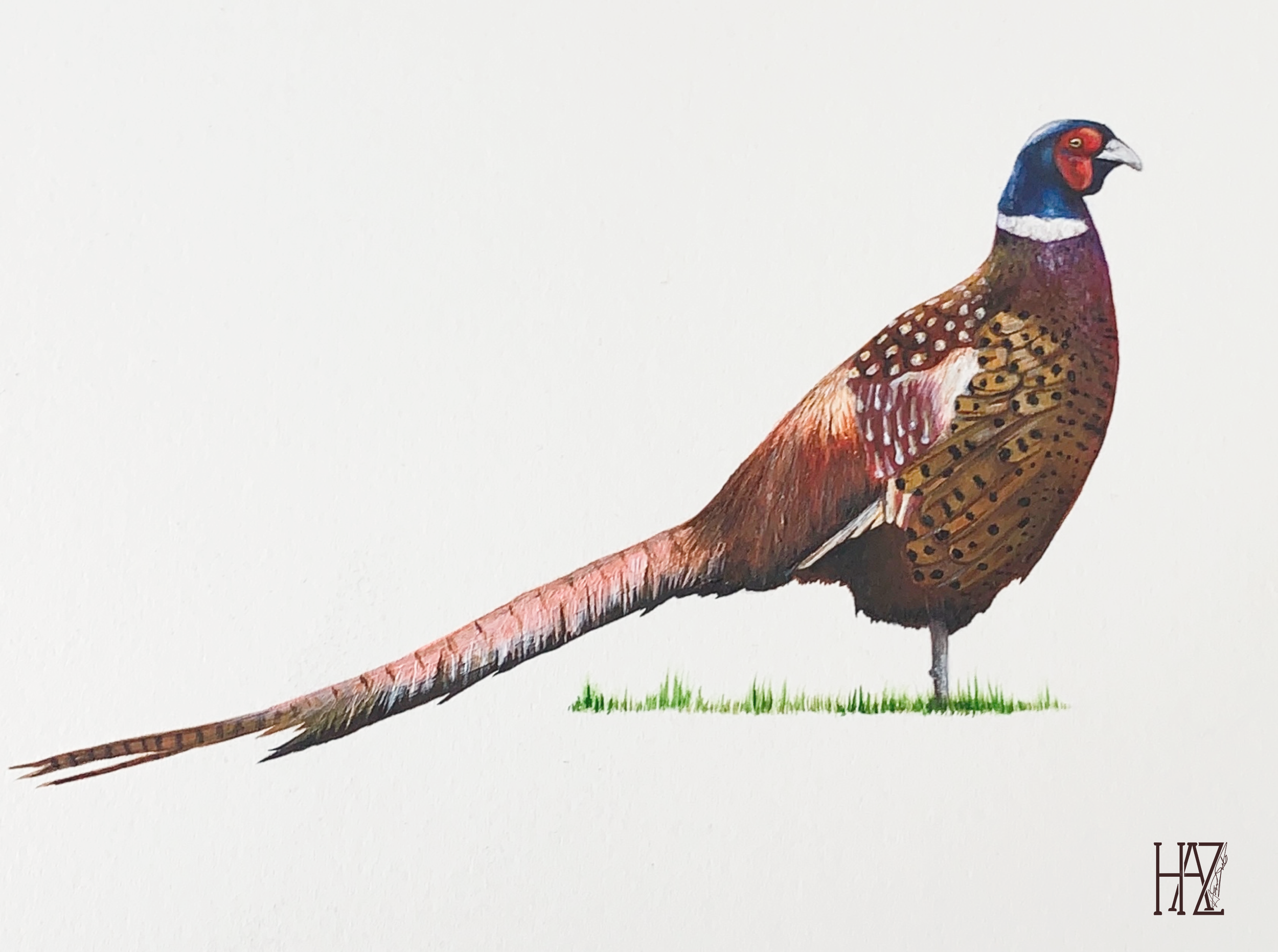A realistic painting of a pheasant bird standing on grass with detailed colorful feathers and long tail.
