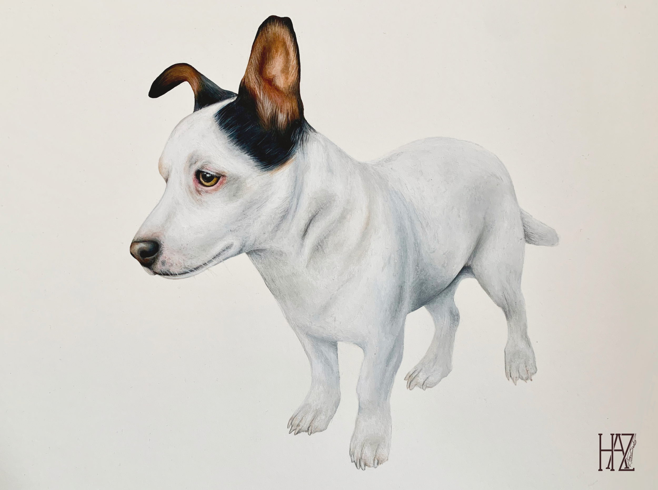 A realistic painting of a white dog with brown and black ears, looking to the side against a plain light background. The artist's initials are in the bottom right corner.