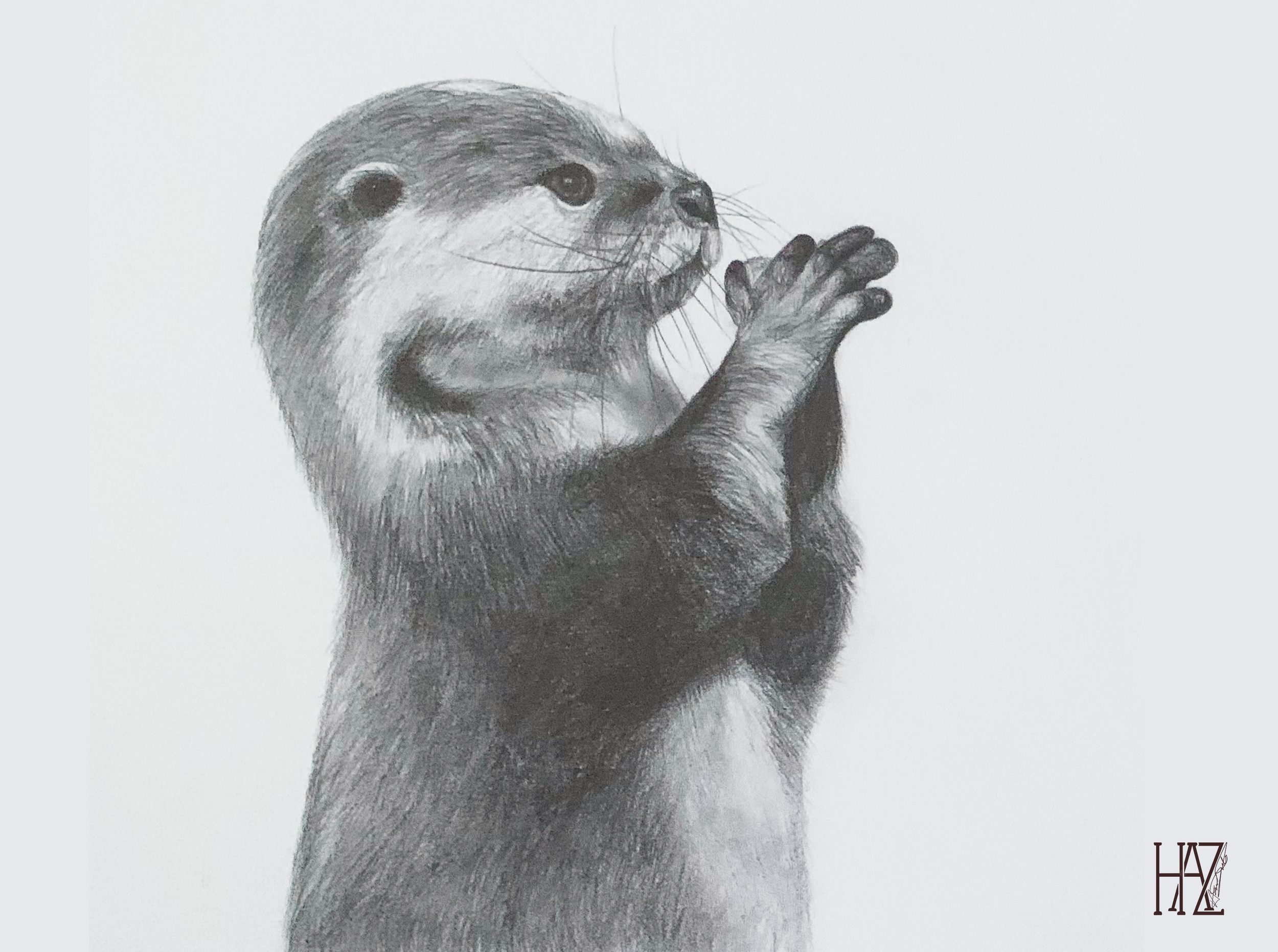 A realistic pencil drawing of a baby otter with its paws together, gazing upward.
