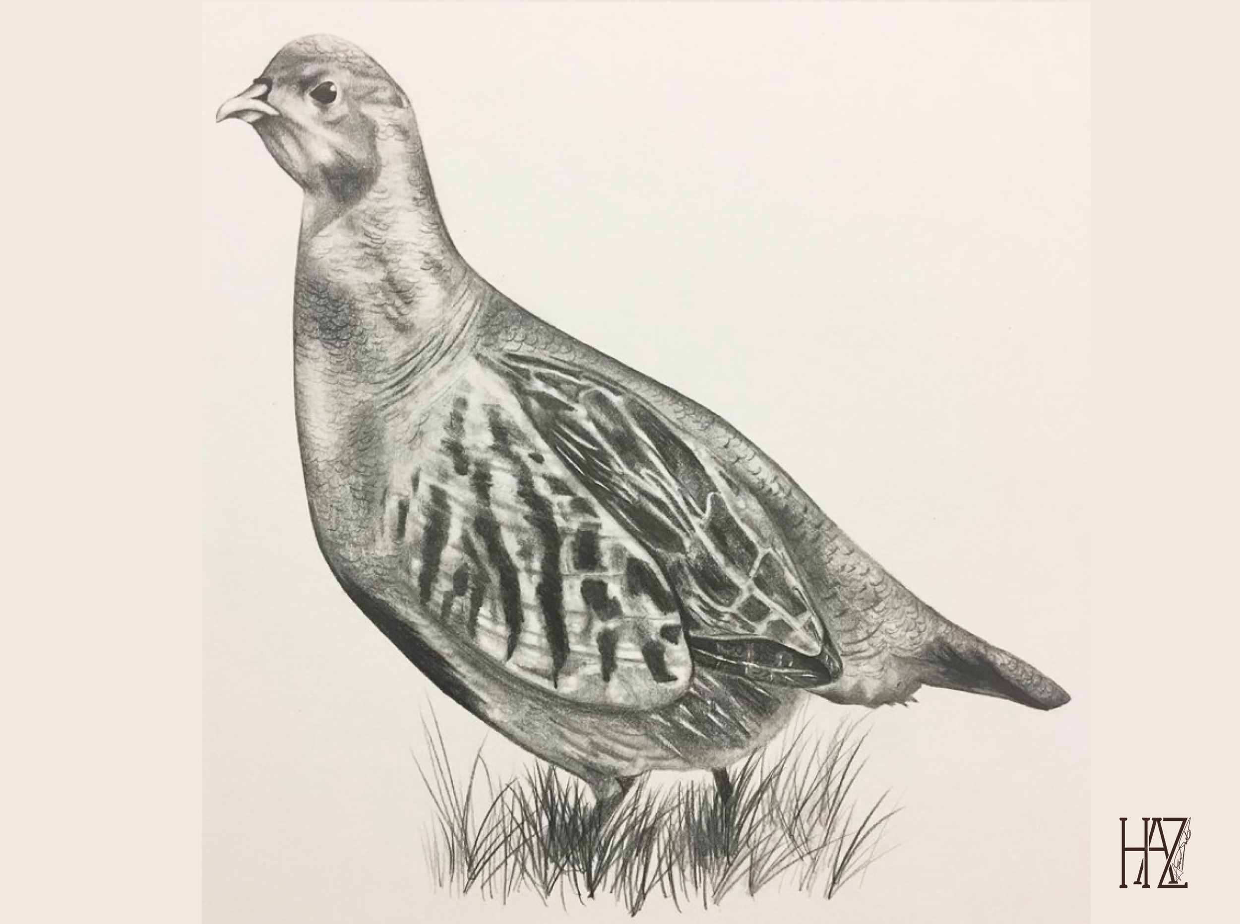 A detailed pencil sketch of a bird with realistic textures, standing on grass with an artist's signature in the bottom right corner.