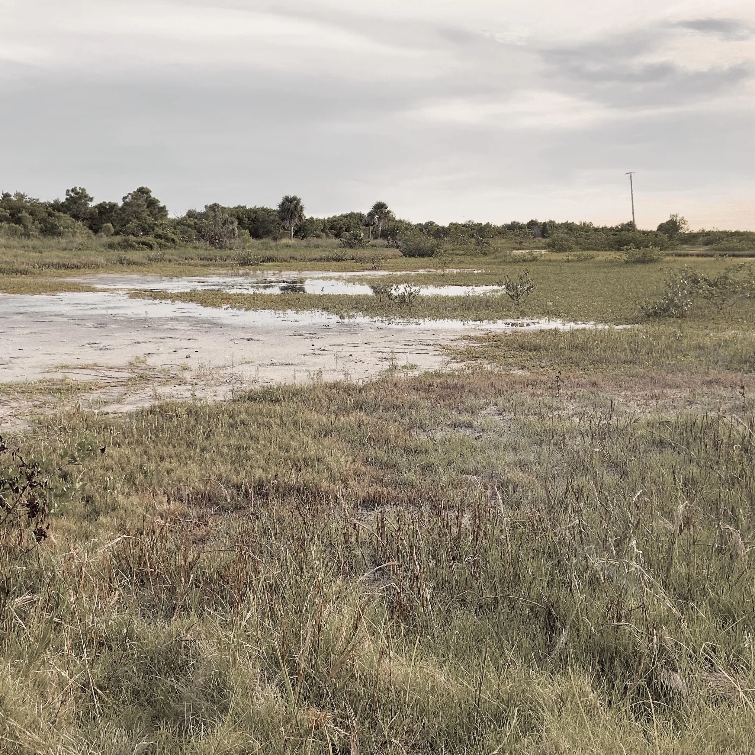 A flat, grassy landscape with patches of water, small bushes, and trees in the distance under a cloudy sky.