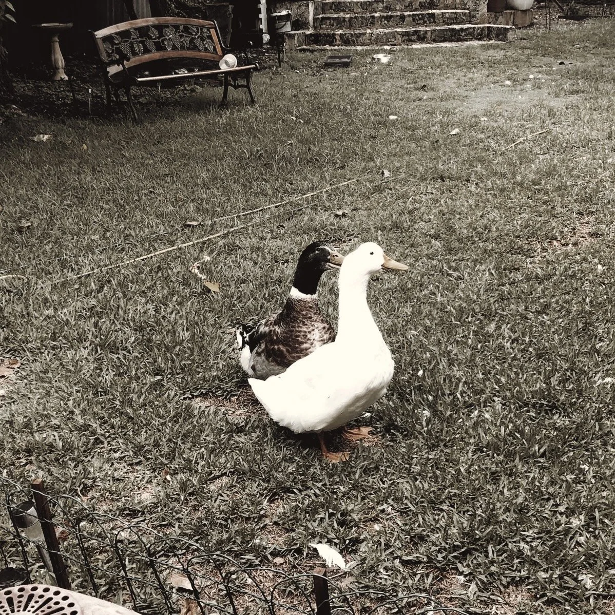 Two ducks, one brown and white and the other mostly white, standing on grass in a backyard with a bench and steps in the background.