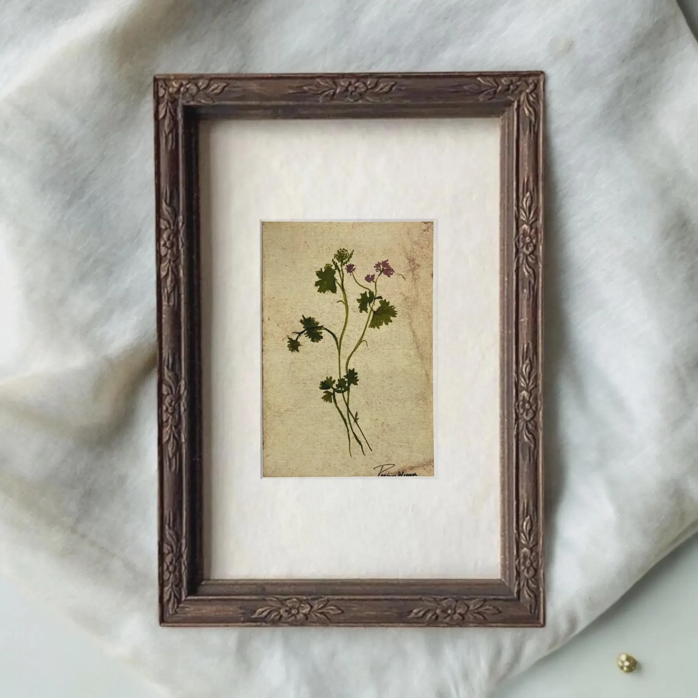 Pressed botanical watercolor painting of a plant with green stem and pink flowers, framed in an ornate wooden frame, placed on a white cloth background.