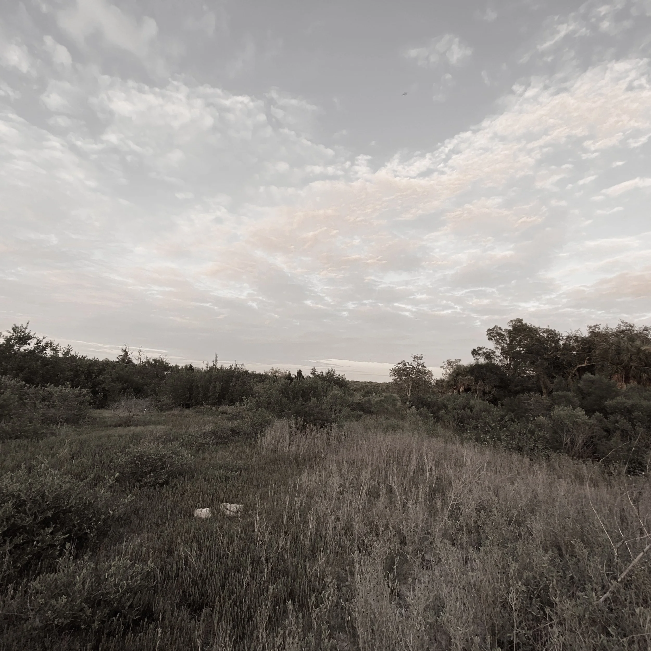 A grassy landscape with bushes and trees under a partly cloudy sky.