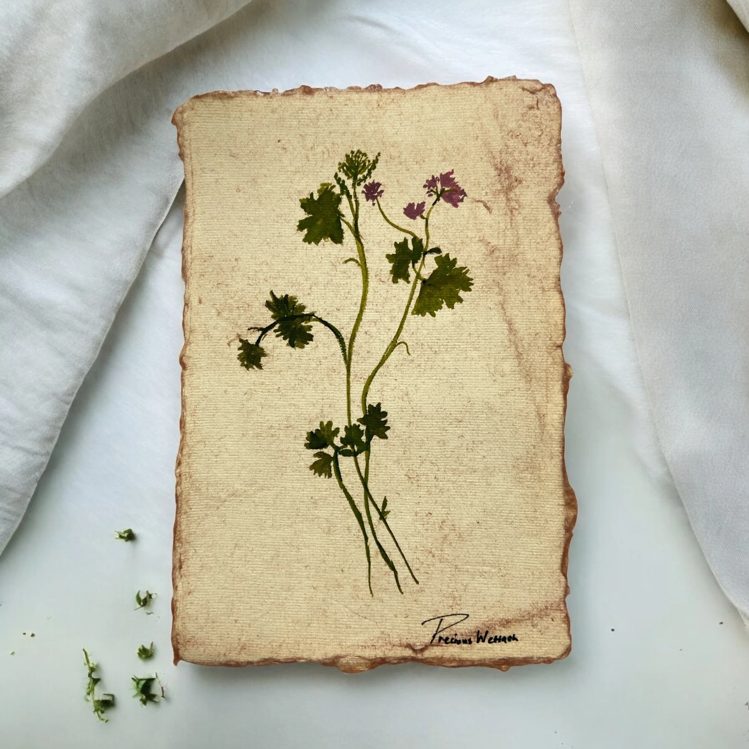 Watercolor botanical illustration of a plant with green leaves and pink flowers on aged, stained paper.