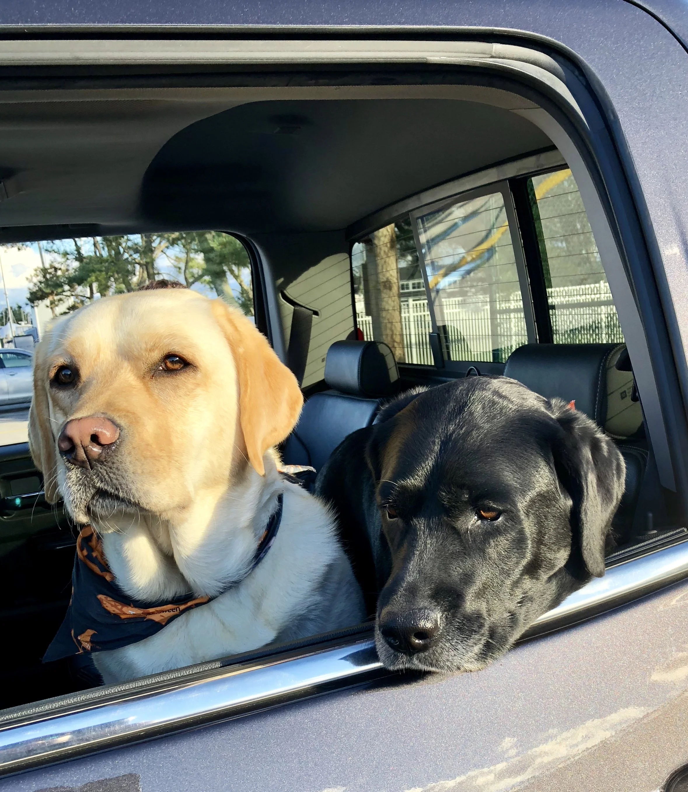 Two dogs, a yellow Labrador and a black Labrador, sitting in the back seat of a car with their heads out the window.