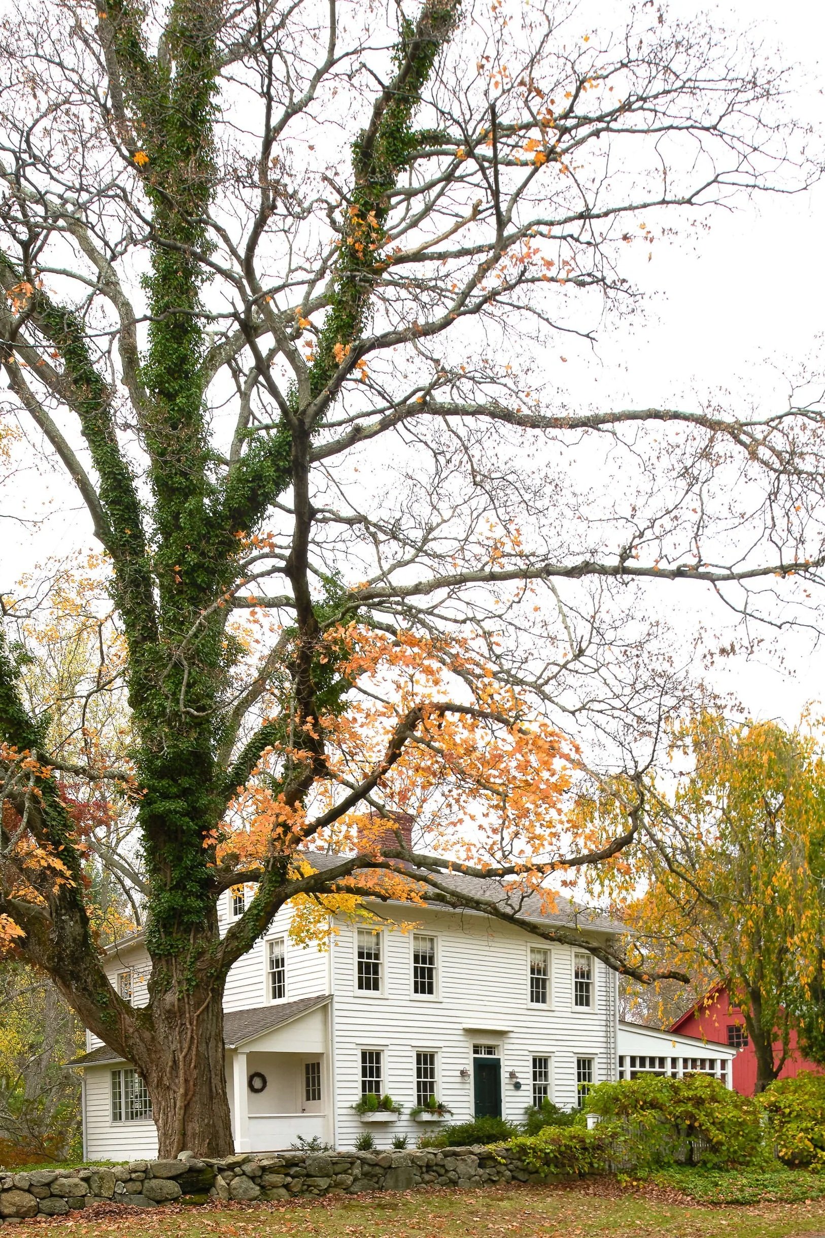 A white house with multiple windows and a green door, partially obscured by a large tree with orange and some green leaves, and a stone wall in the foreground.