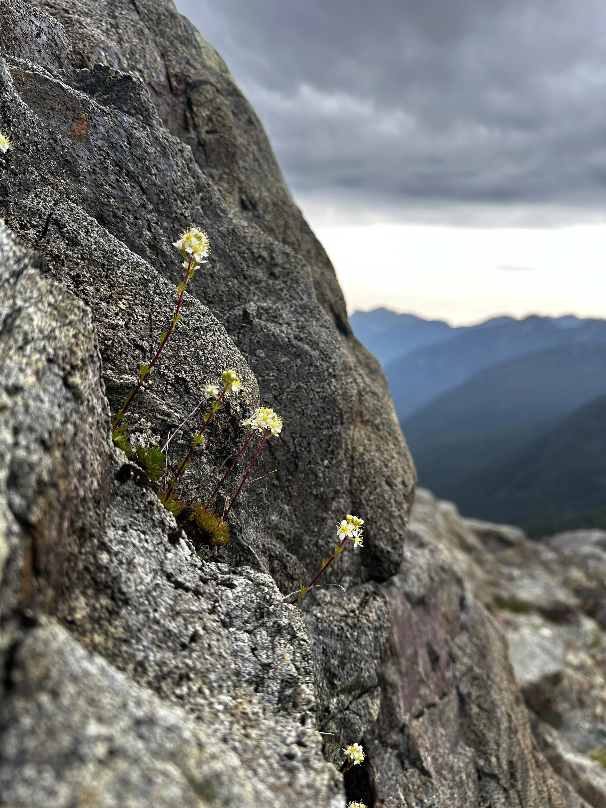 Small alpine wildflowers growing from a rocky cliff face in the mountains of Strathcona Provincial Park