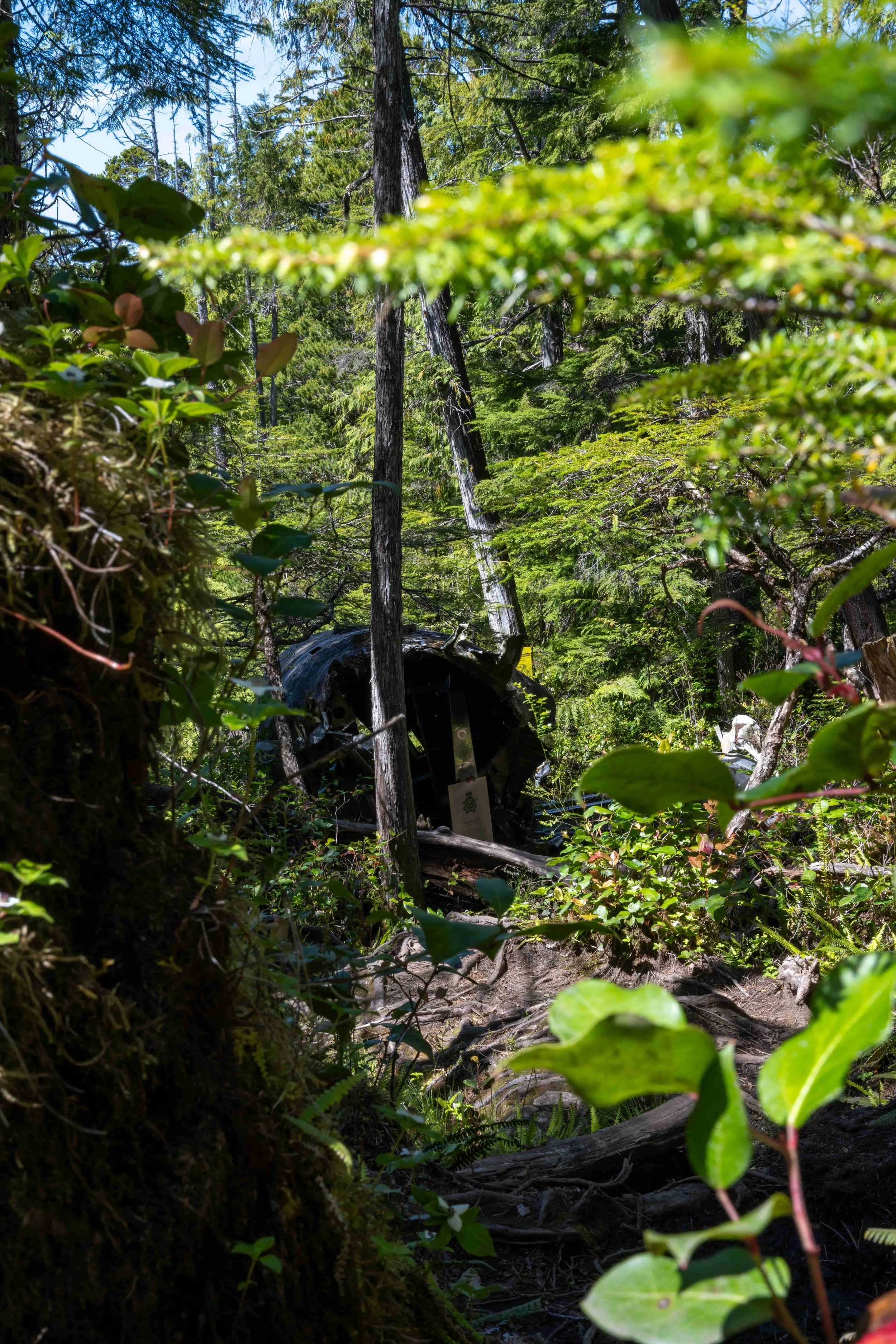 Dakota 576 plane crash wreck hidden among dense forest on Vancouver Island near Port Hardy