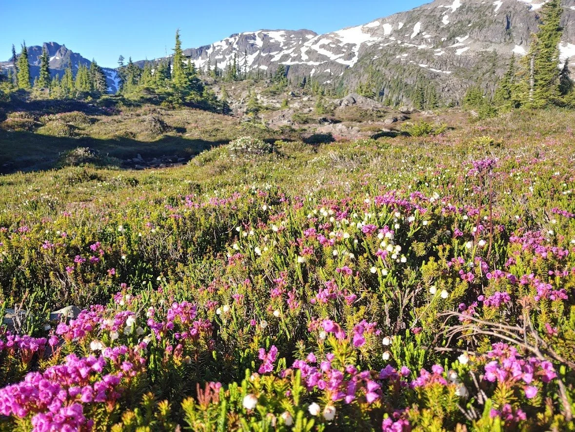 Colorful alpine wildflowers blooming in the high meadows of Strathcona Provincial Park on Vancouver Island.