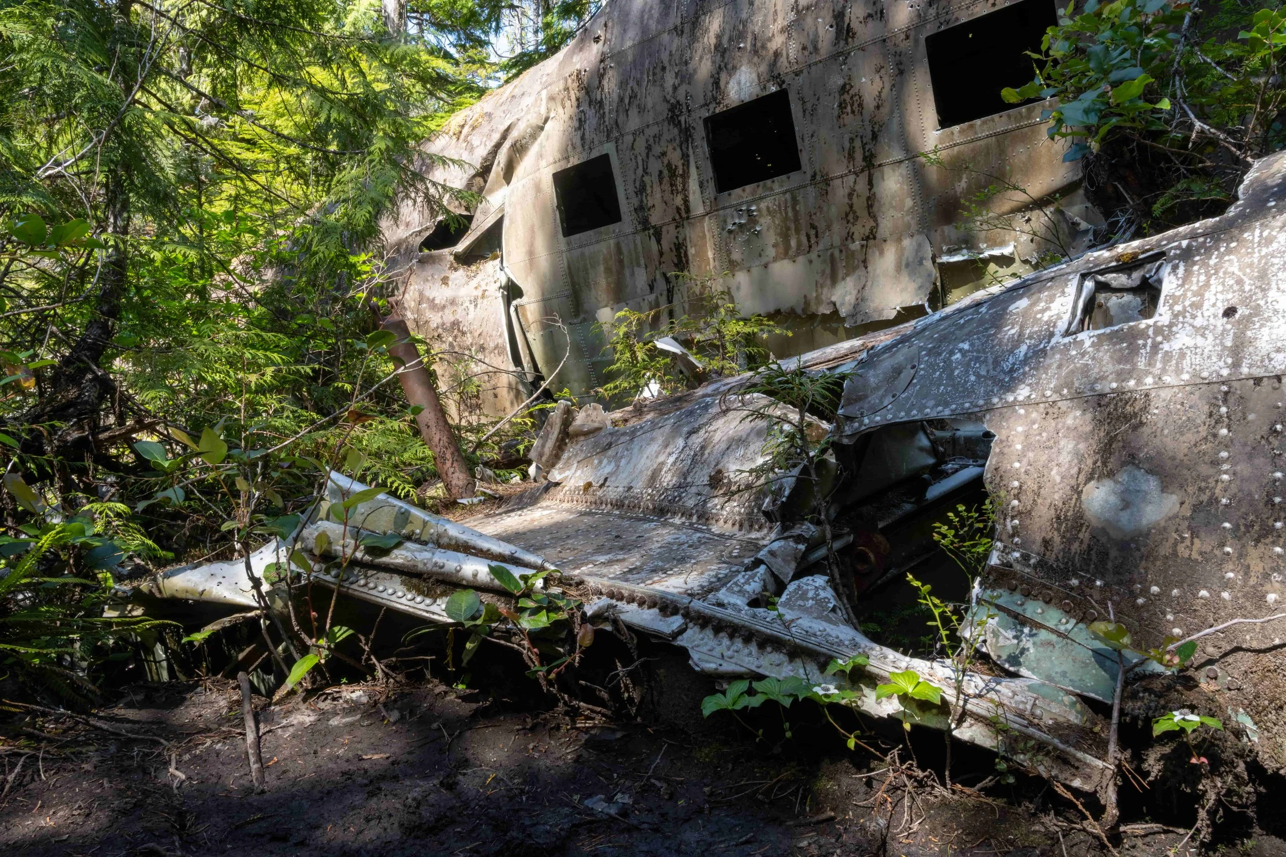 Detailed view of rusted Dakota 576 aircraft wreckage surrounded by forest on Vancouver Island hiking trail