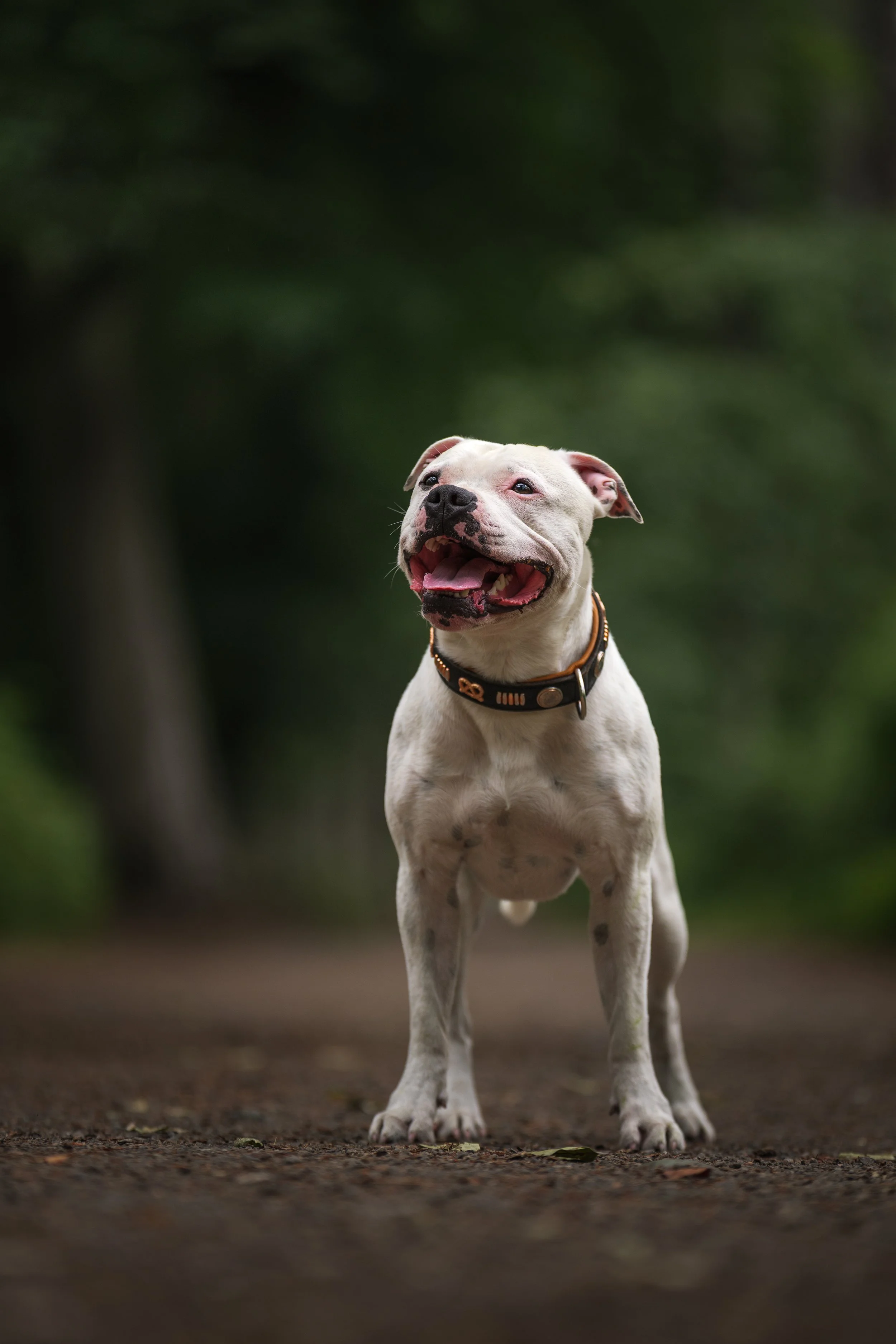 Vertical portraits mostly taken outdoors.