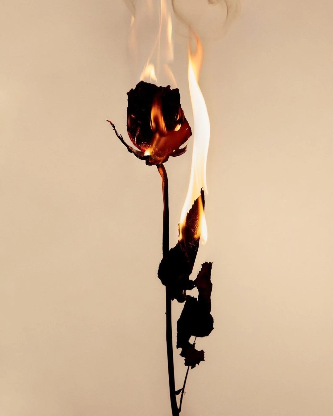 Una rosa marchita en llamas, con el fuego y el humo en la parte superior y a la derecha.