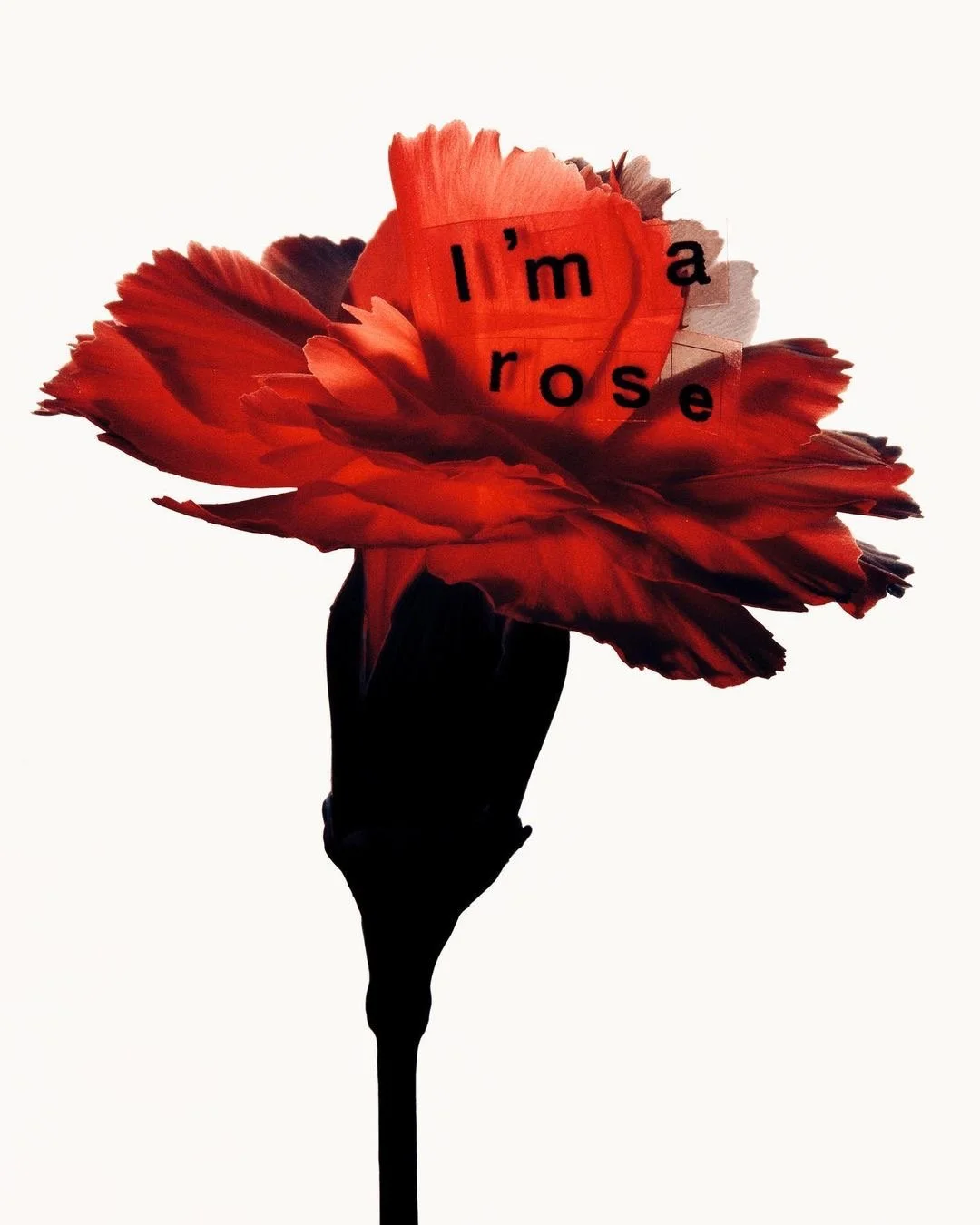 Una rosa roja con un fondo blanco, con letras que forman la frase 'I'm a rose'