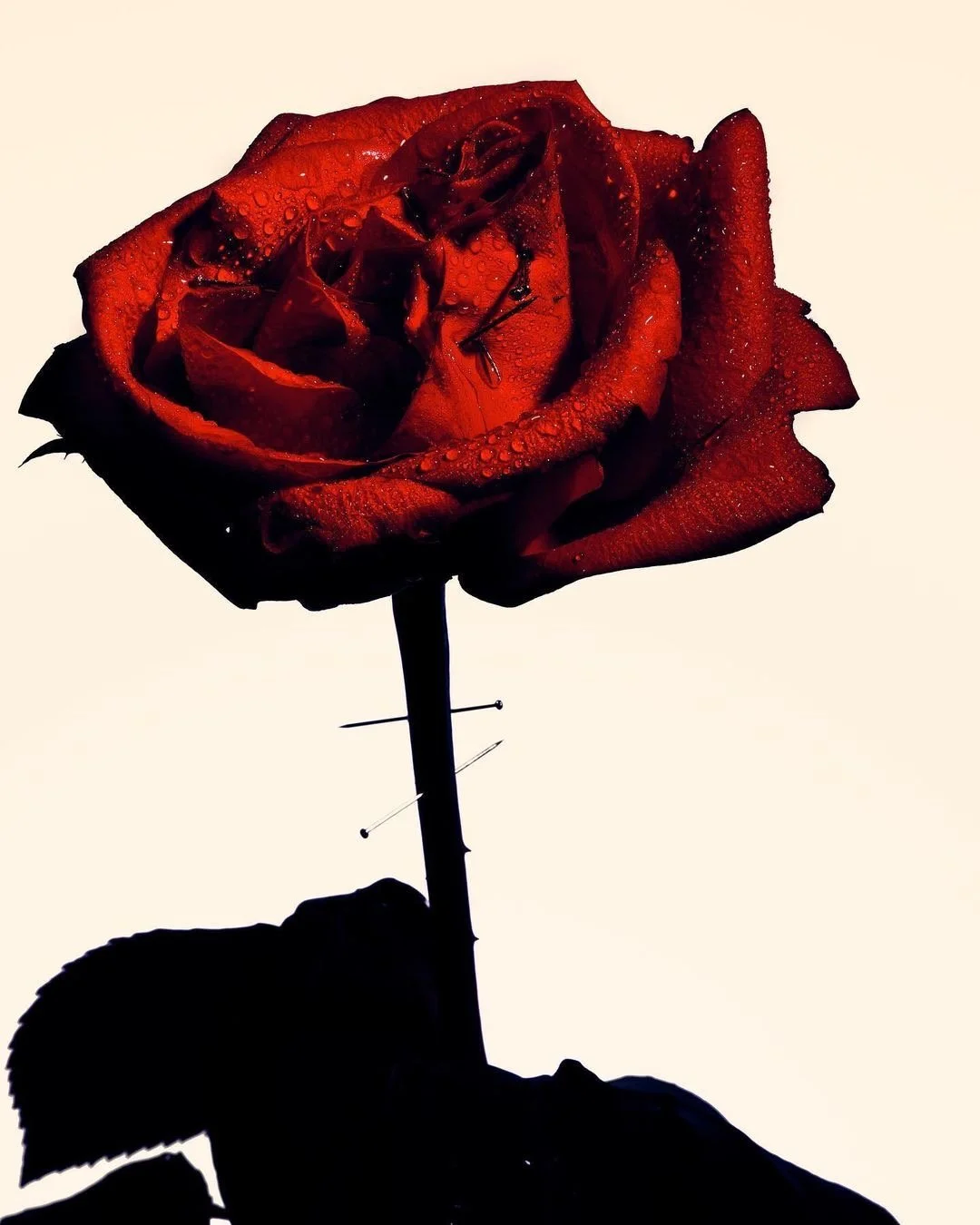 Rosa roja con gotas de agua, en silueta con fondo claro.