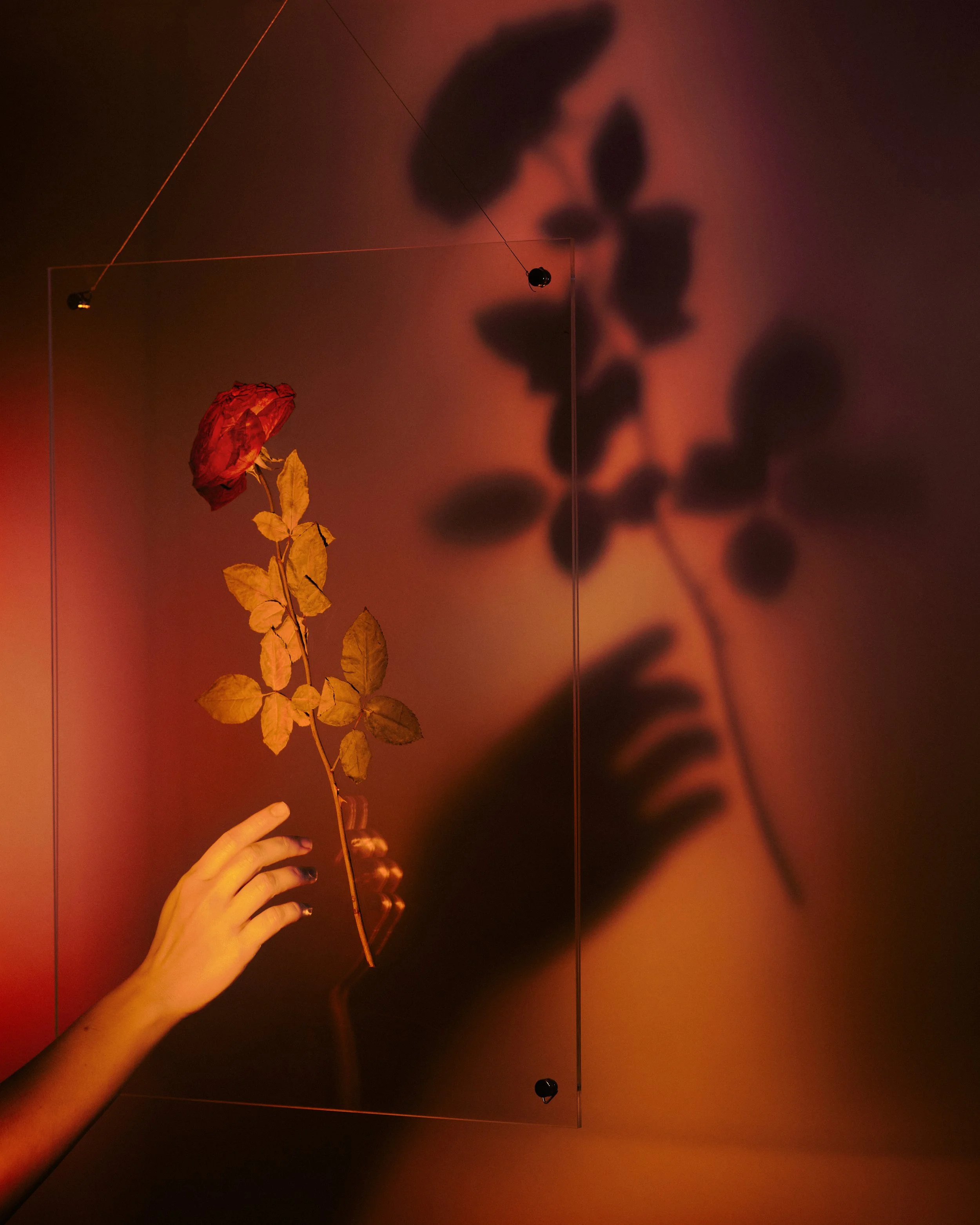 Peque 3  Devolviendo la rosa roja a la tridimensionalidad 6 copia 4.jpg