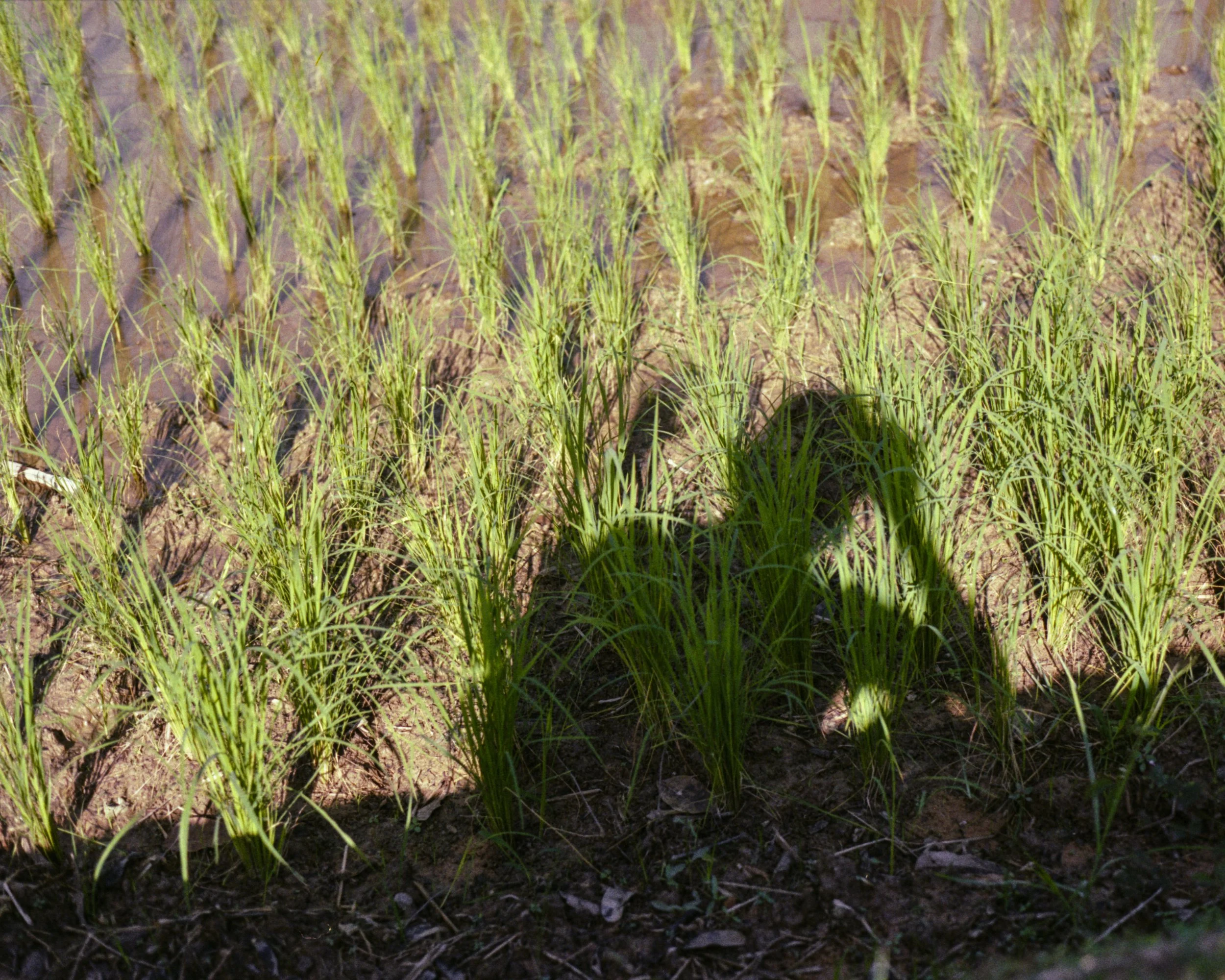 03 Shadow Practice: Moník Molinet .jpg