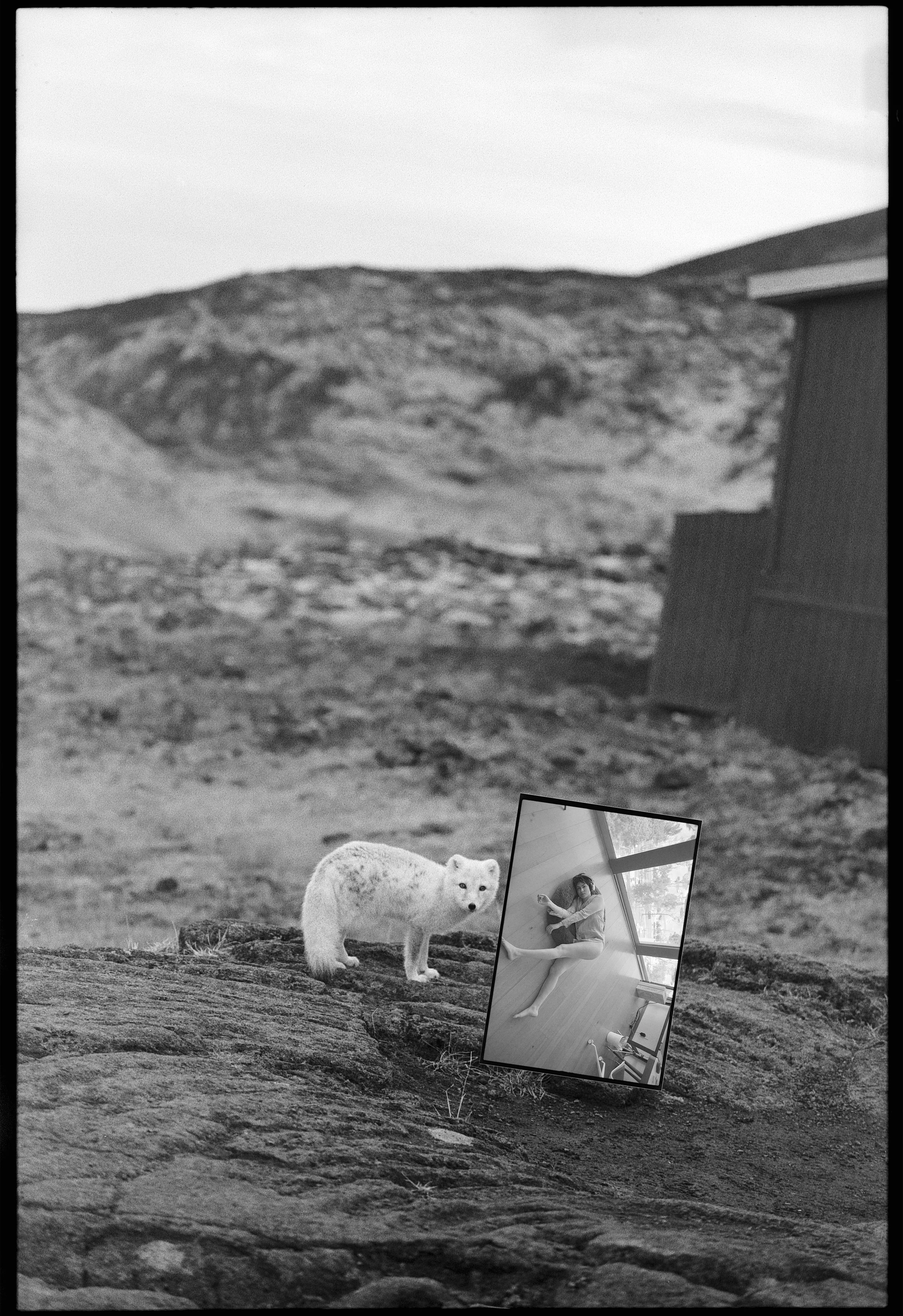 Encounter with the Arctic Fox