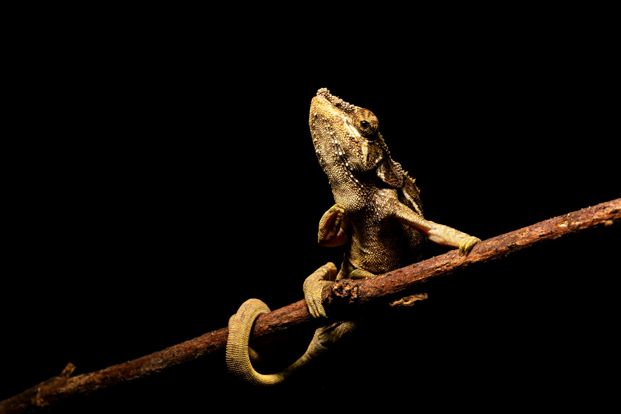 Calumma crypticum‎ .jpg