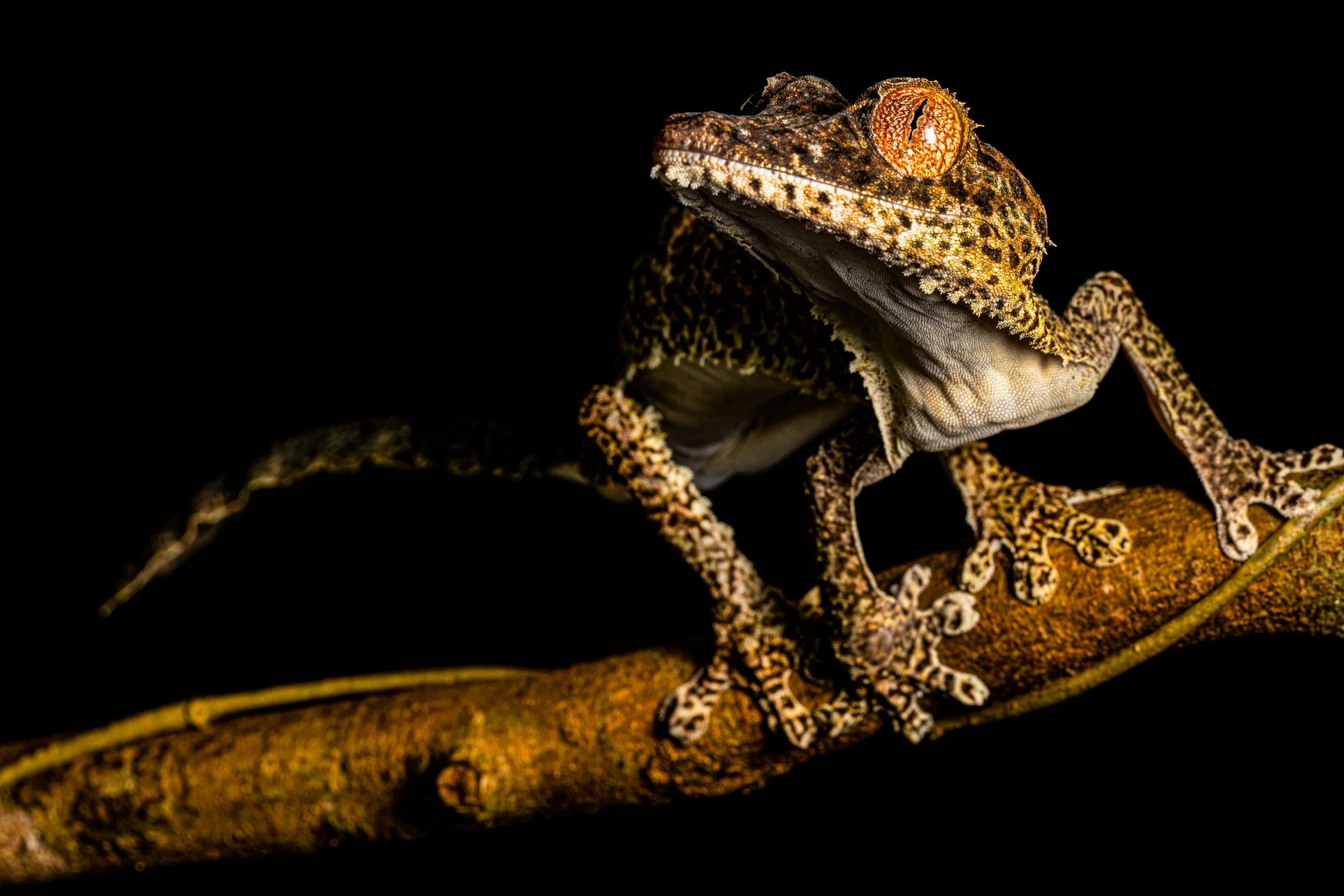 Uroplatus henkeli‎ .jpg